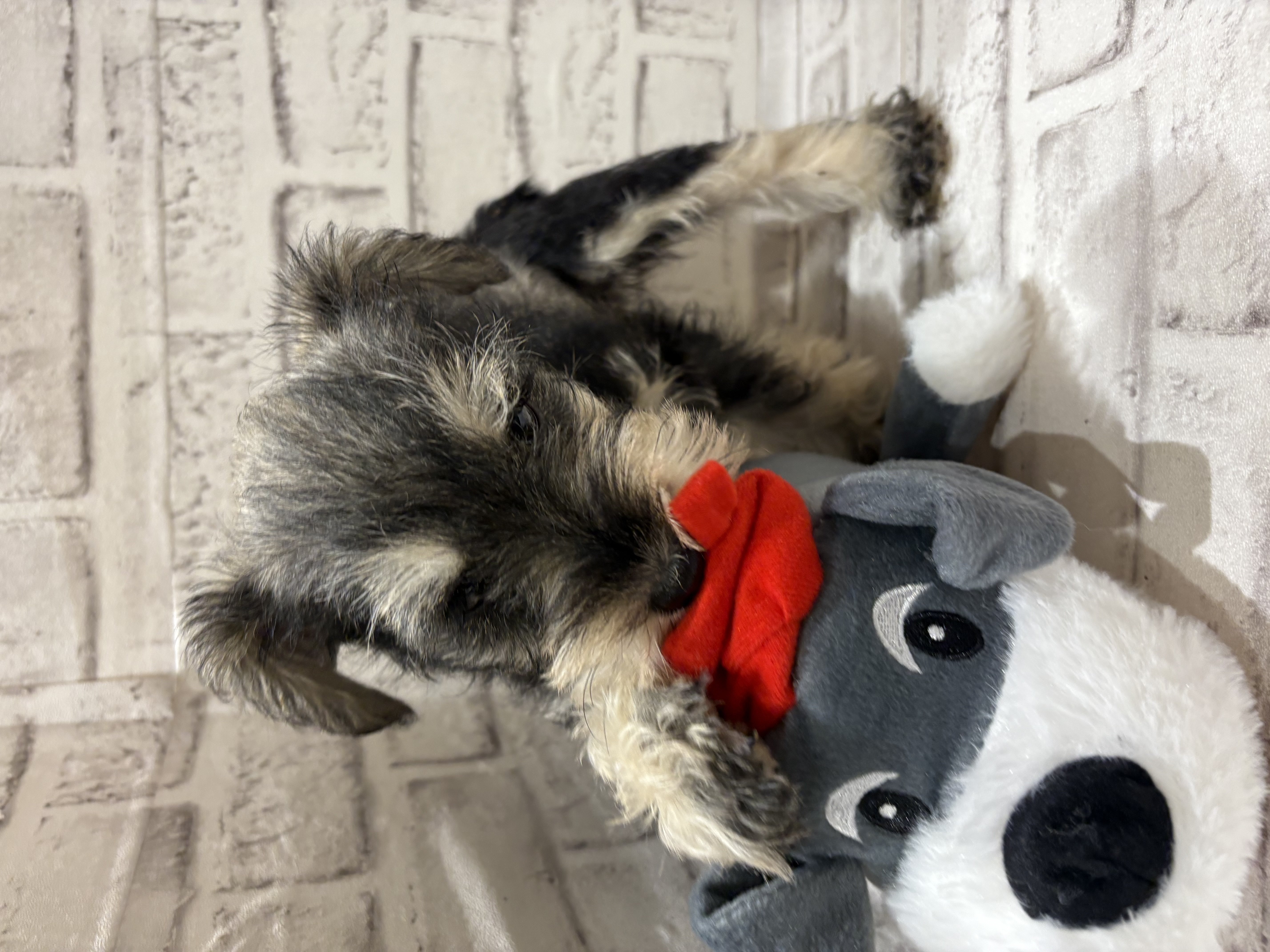 宮城県のミニチュアシュナウザー (ペッツワン古川店/2025年12月28日生まれ/男の子/ソルトペッパー)の子犬の2枚目の画像