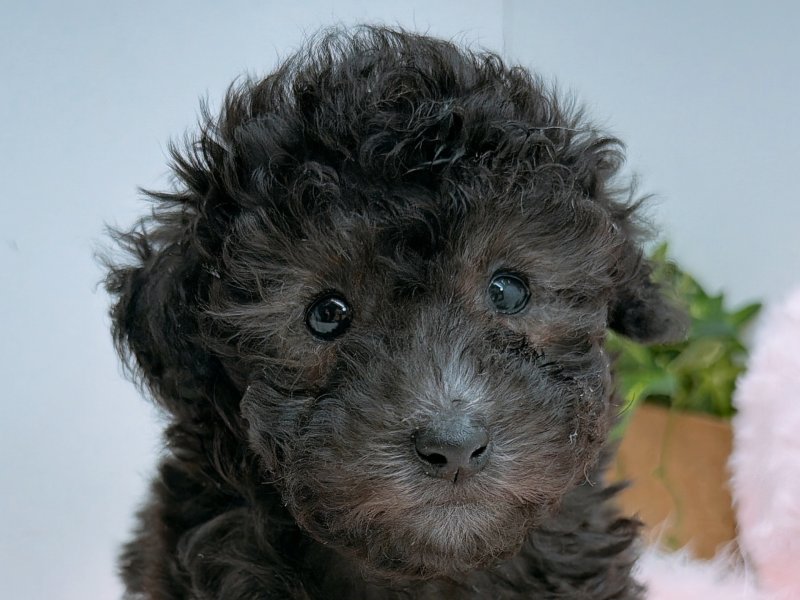 愛知県のトイプードル(トイ) (ペッツワン小牧店/2025年12月6日生まれ/男の子/シルバー)の子犬