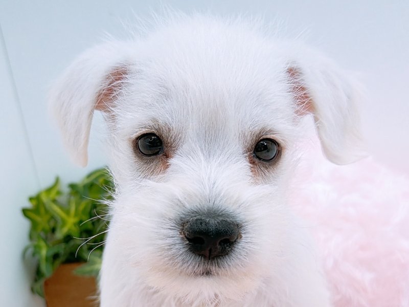 愛知県のミニチュアシュナウザー (ペッツワン小牧店/2025年12月7日生まれ/男の子/ホワイト)の子犬
