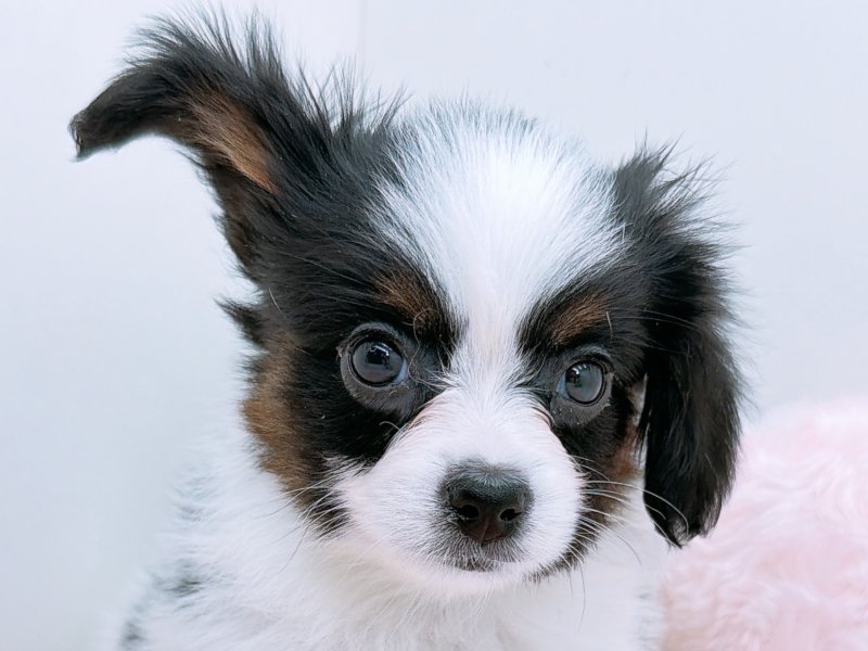 愛知県のパピヨン (ペッツワン小牧店/2025年11月23日生まれ/男の子/その他色)の子犬