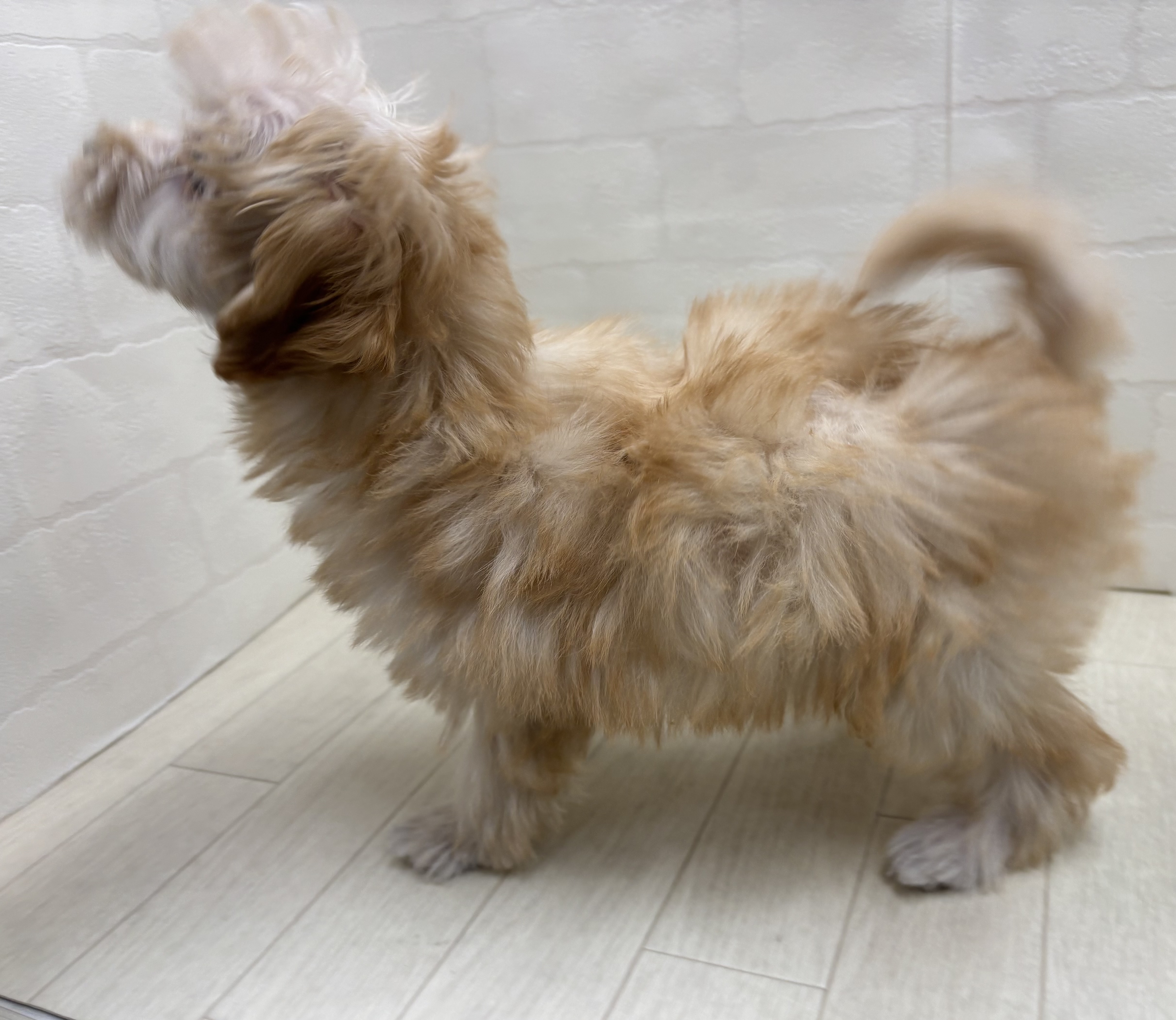 埼玉県のハーフ犬・ミックス犬 (ペッツワン大利根店/2025年11月18日生まれ/女の子/アプリコット)の子犬の3枚目の画像