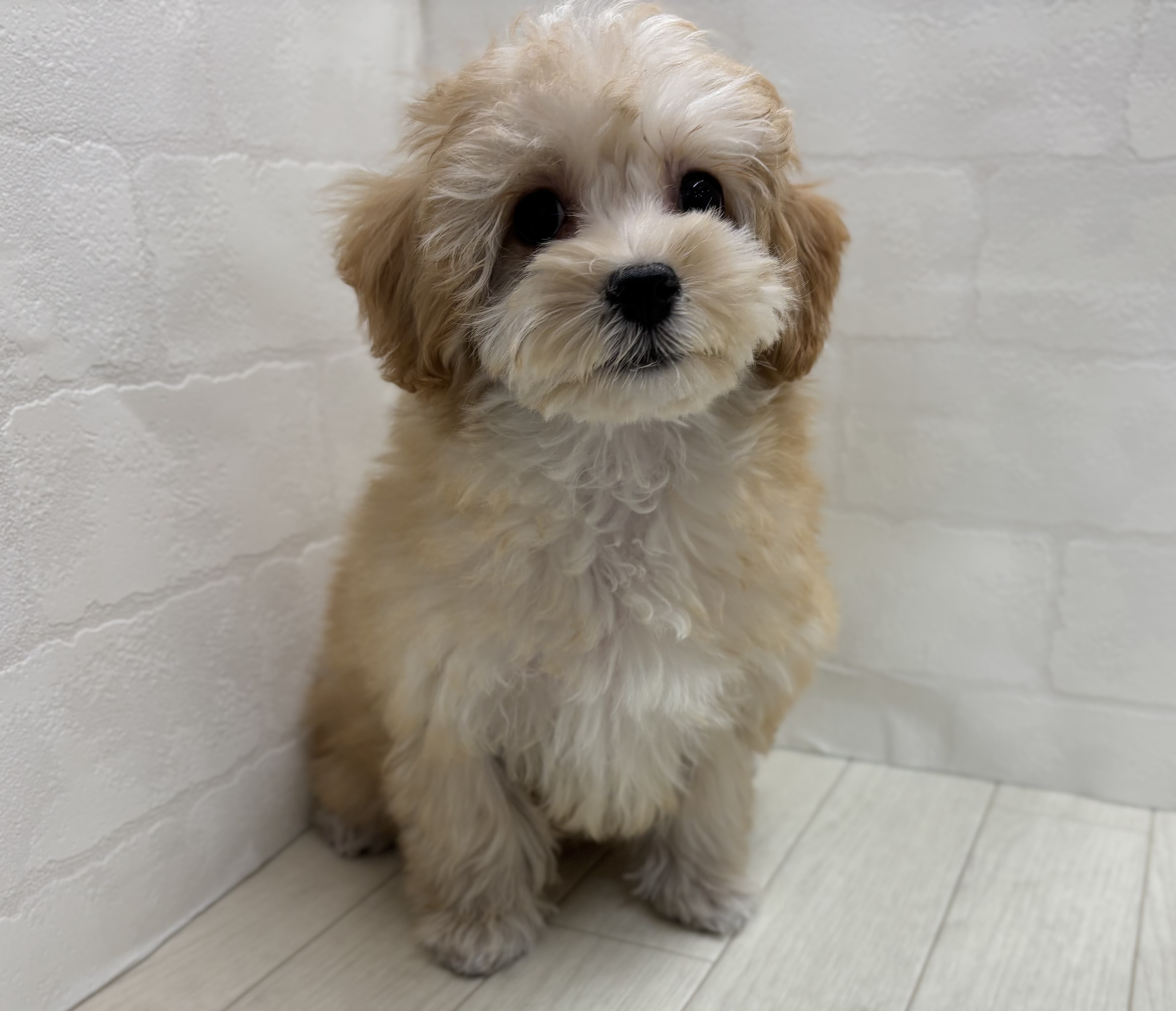 埼玉県のハーフ犬・ミックス犬 (ペッツワン大利根店/2025年11月18日生まれ/女の子/アプリコット)の子犬の1枚目の画像