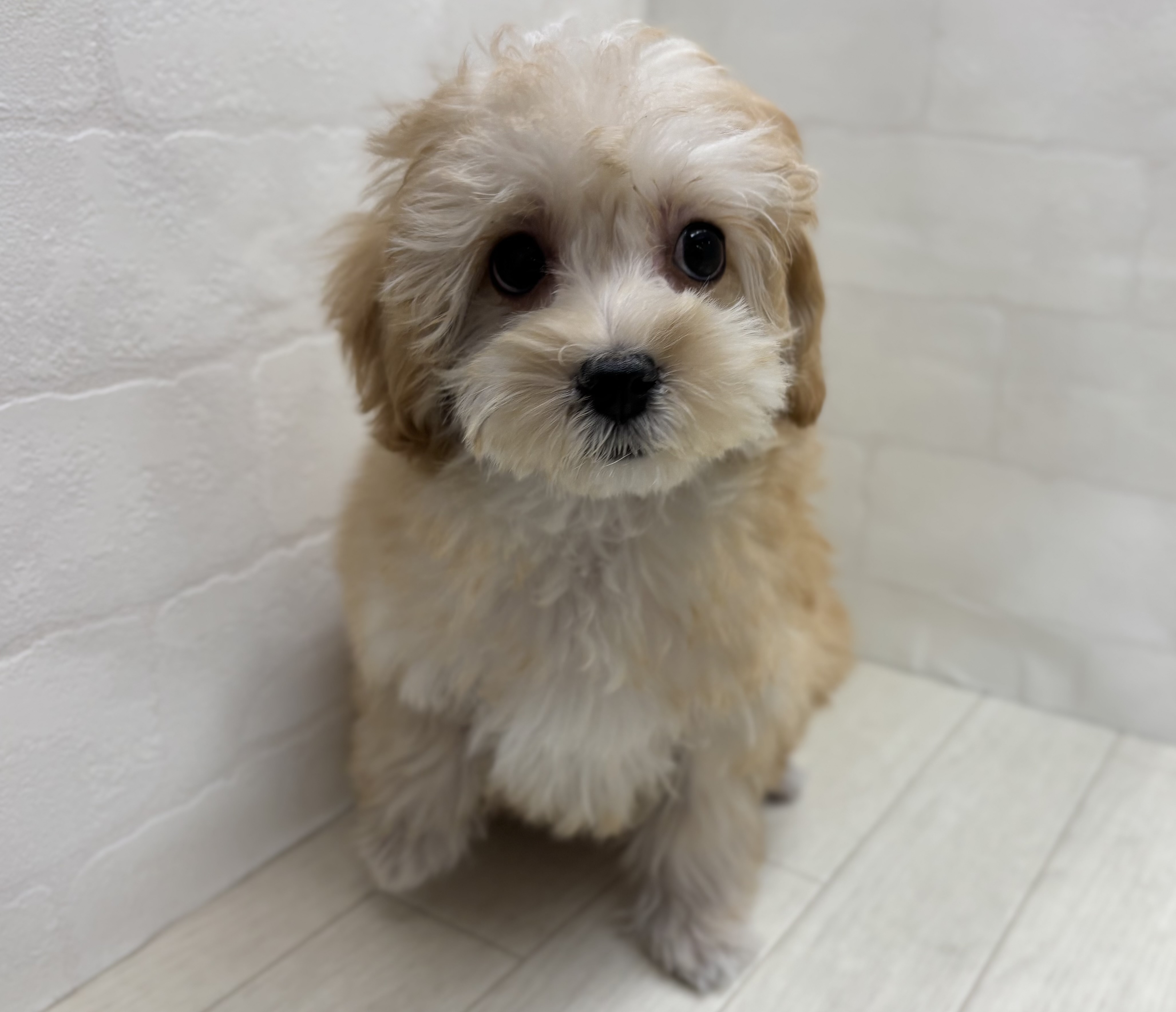 埼玉県のハーフ犬・ミックス犬 (ペッツワン大利根店/2025年11月18日生まれ/女の子/アプリコット)の子犬の2枚目の画像