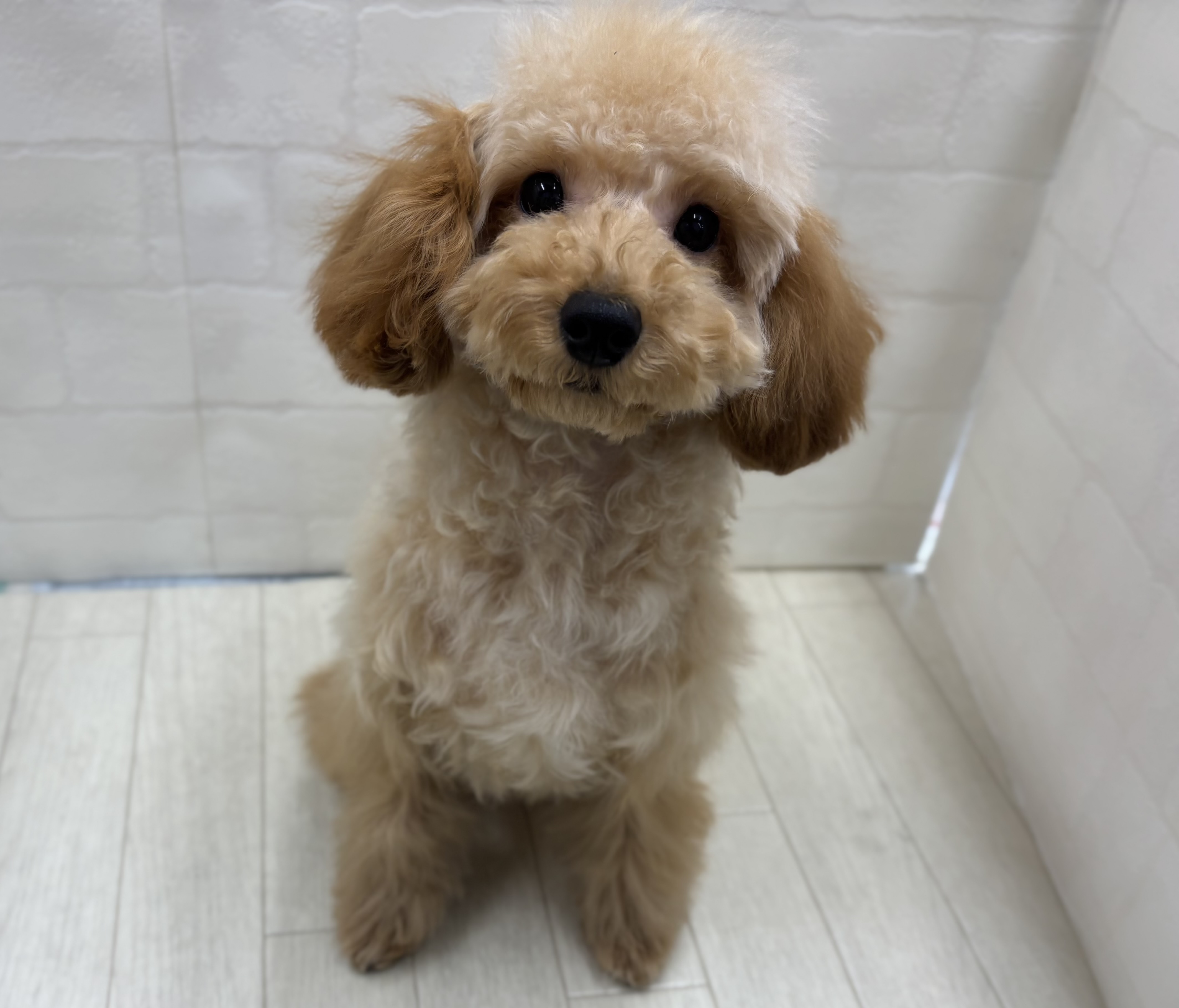 埼玉県のトイプードル(トイ) (ペッツワン大利根店/2025年9月13日生まれ/女の子/レッド)の子犬の1枚目の画像