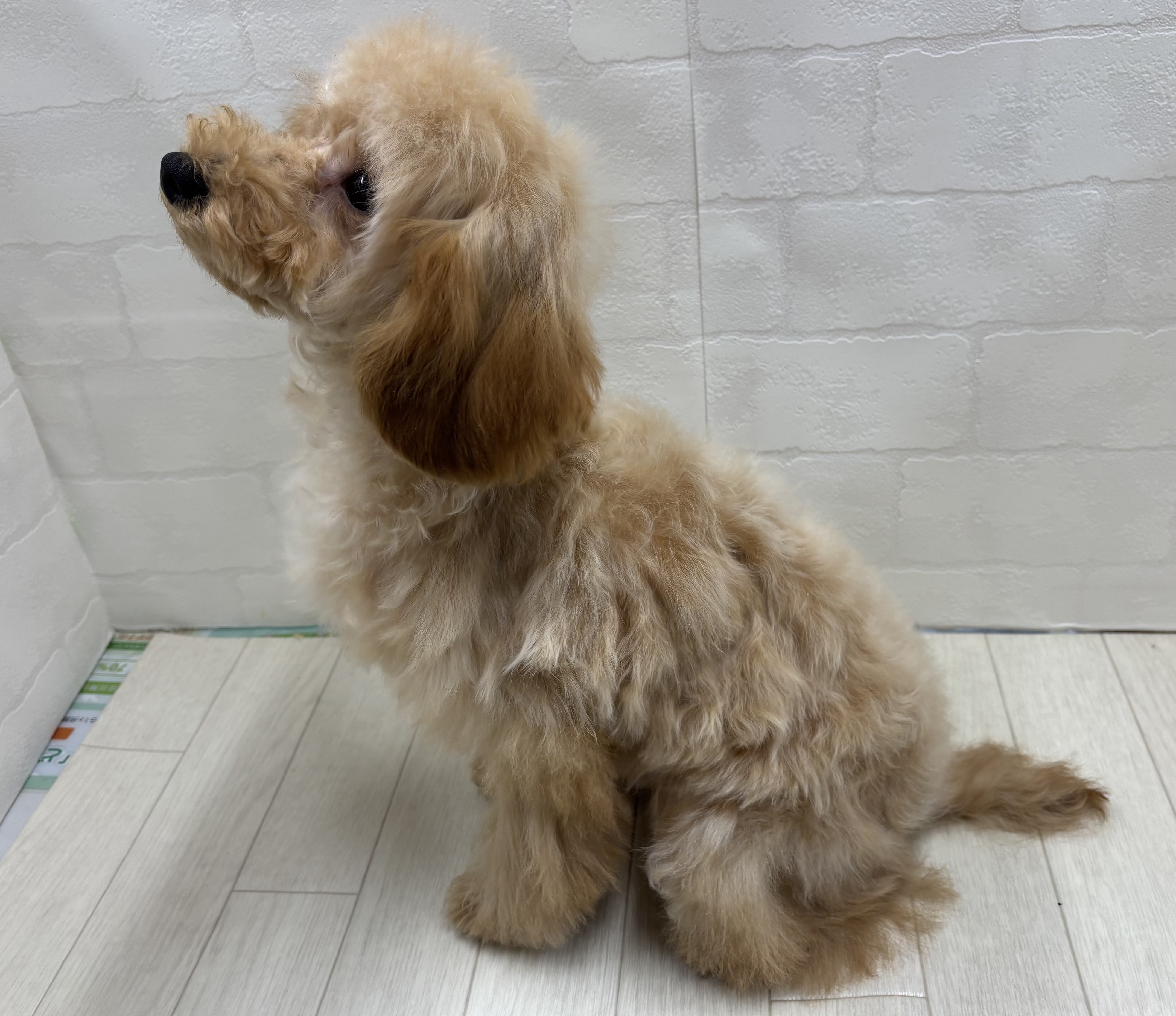 埼玉県のトイプードル(トイ) (ペッツワン大利根店/2025年9月13日生まれ/女の子/レッド)の子犬の3枚目の画像