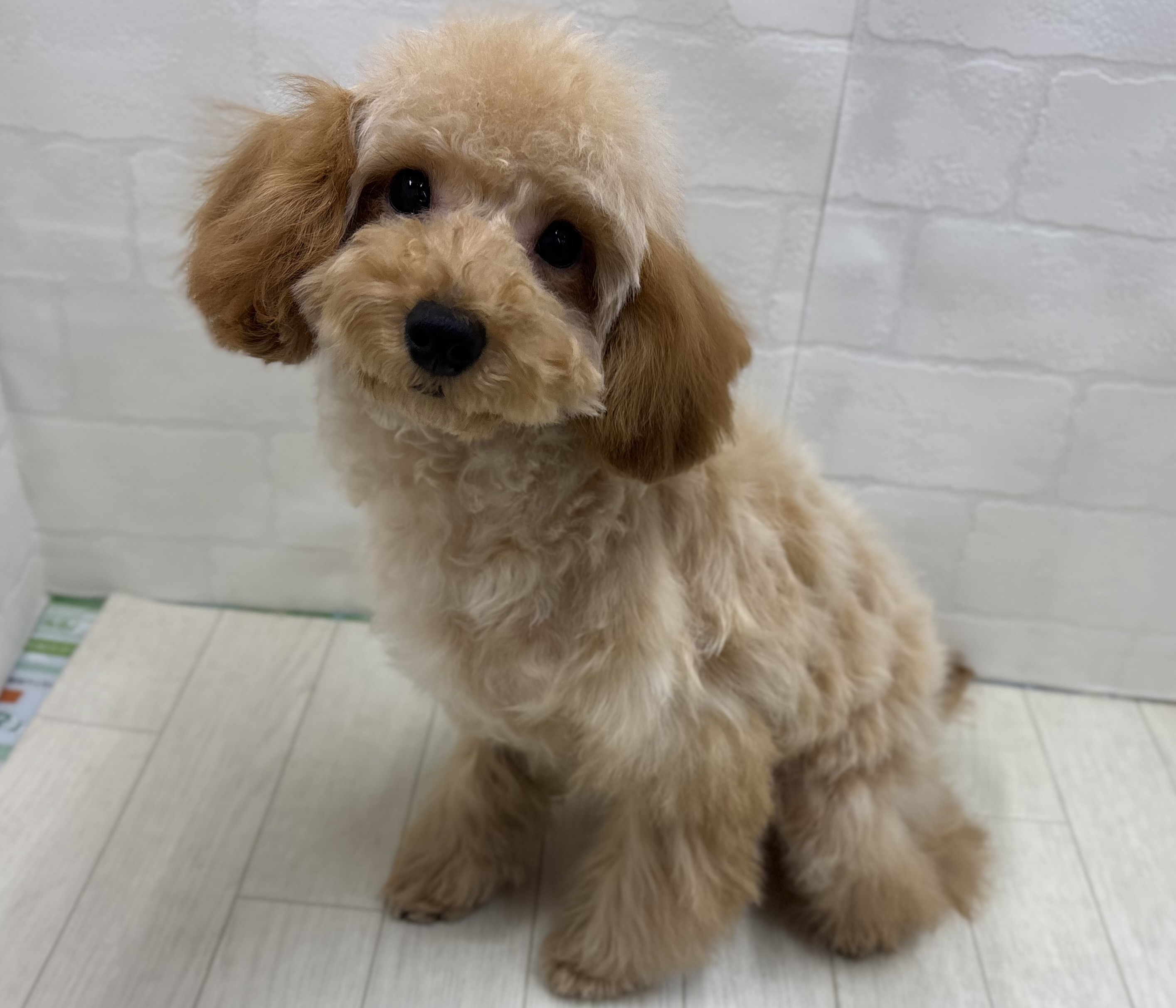 埼玉県のトイプードル(トイ) (ペッツワン大利根店/2025年9月13日生まれ/女の子/レッド)の子犬の2枚目の画像