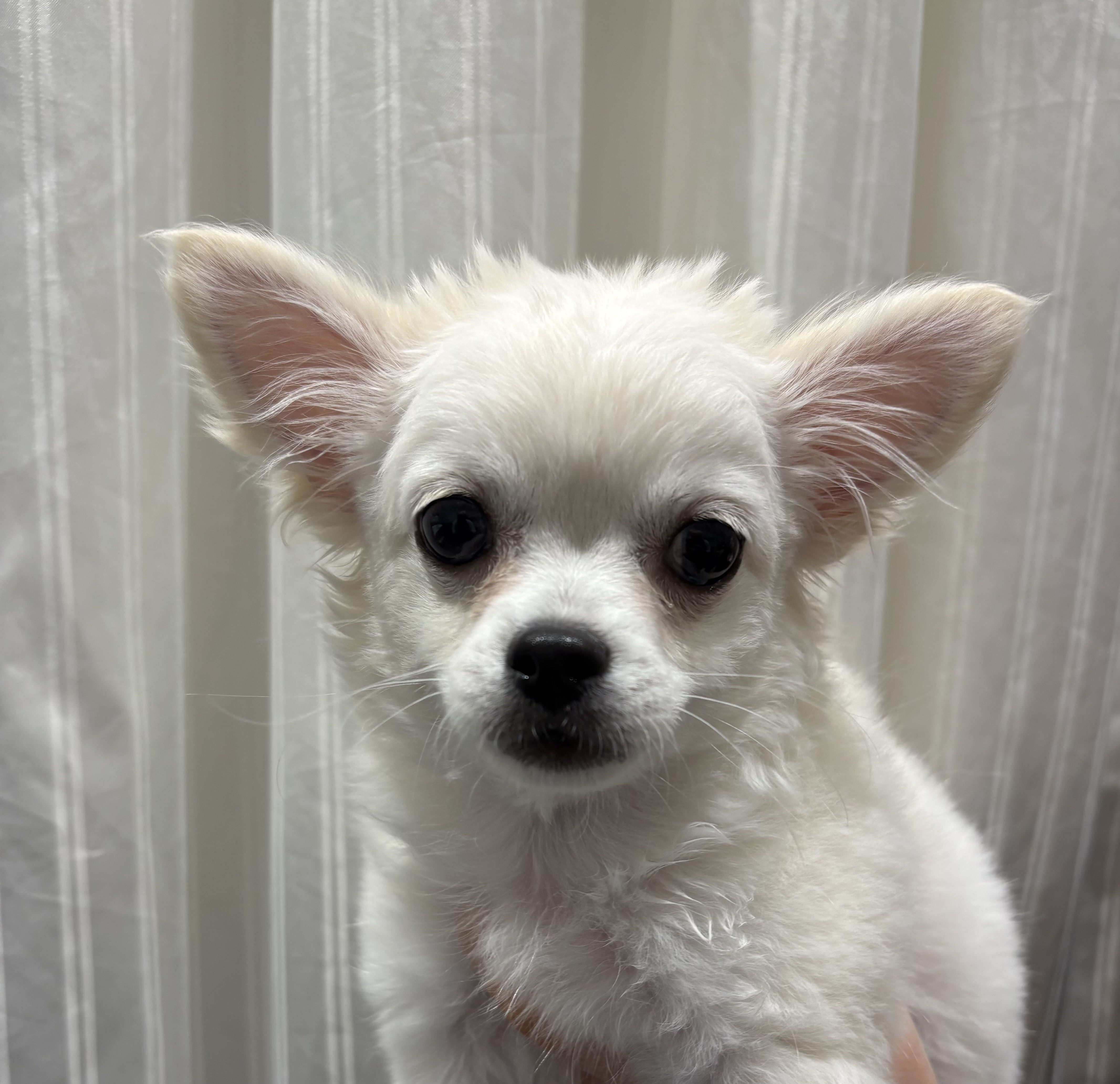 宮城県のチワワ(ロング) (ペッツワン古川店/2025年11月6日生まれ/男の子/ホワイトクリーム)の子犬