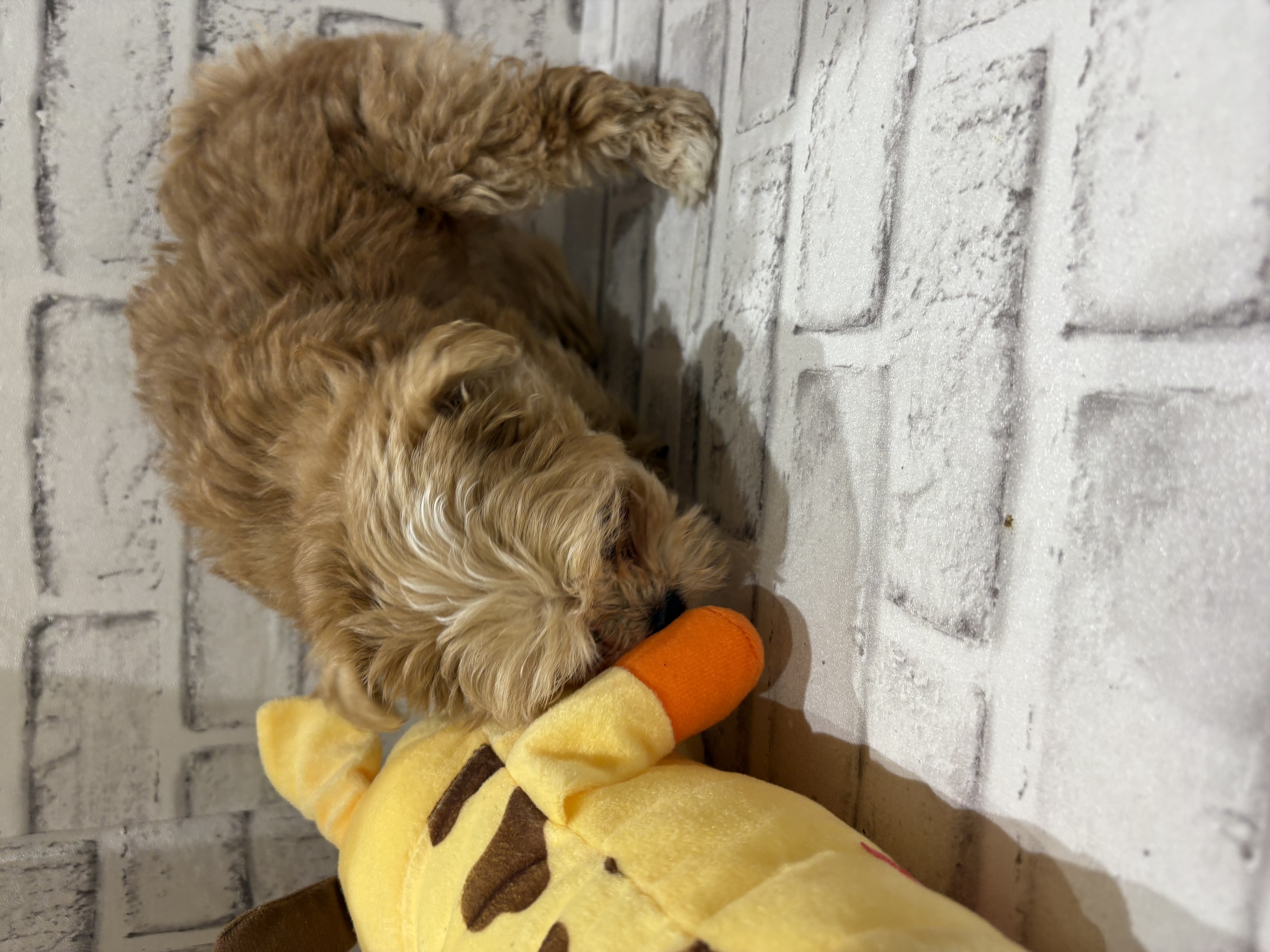 宮城県のハーフ犬・ミックス犬 (ペッツワン古川店/2025年12月10日生まれ/女の子/レッドホワイト)の子犬の2枚目の画像