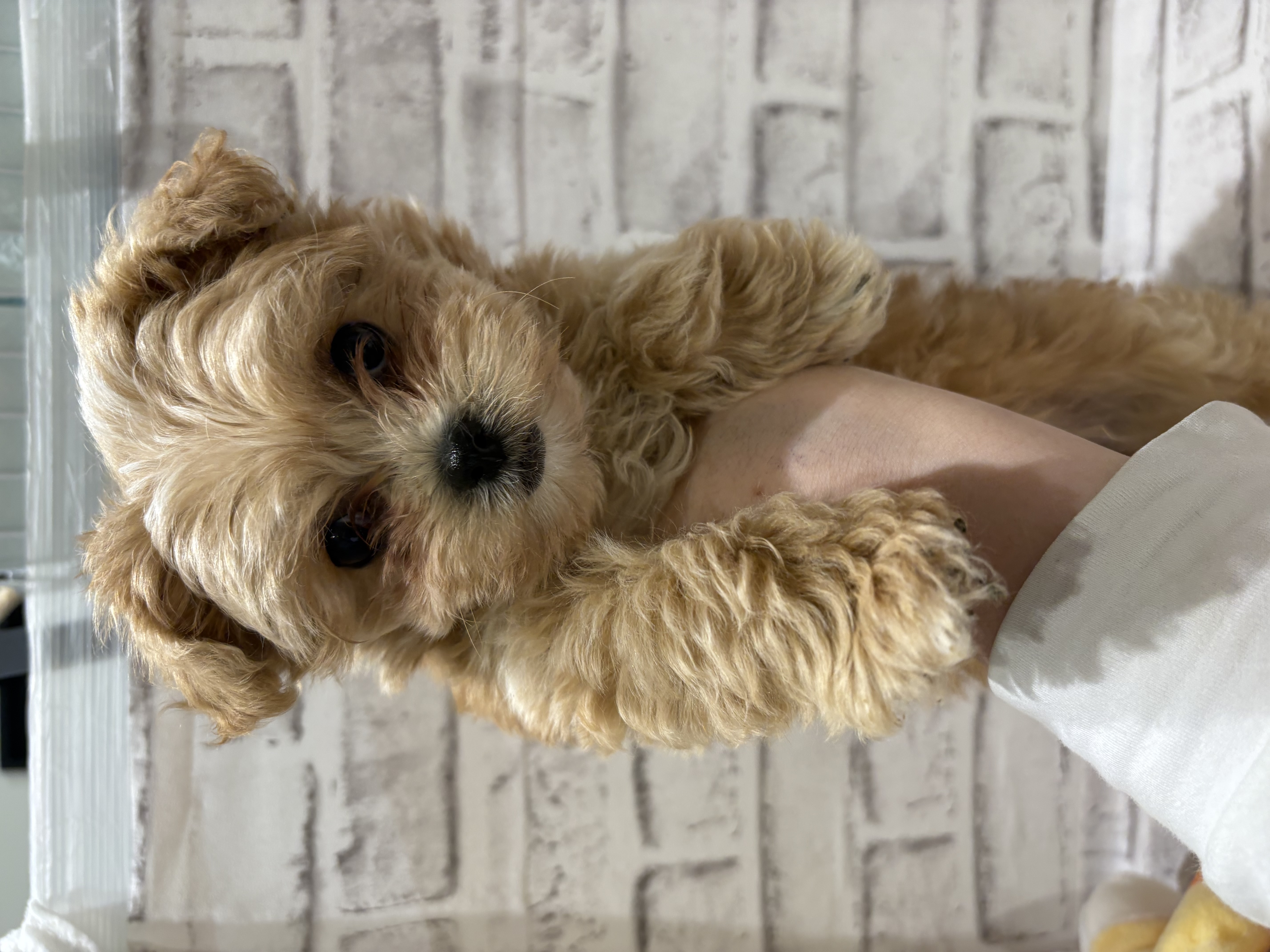 宮城県のハーフ犬・ミックス犬 (ペッツワン古川店/2025年12月10日生まれ/女の子/レッドホワイト)の子犬