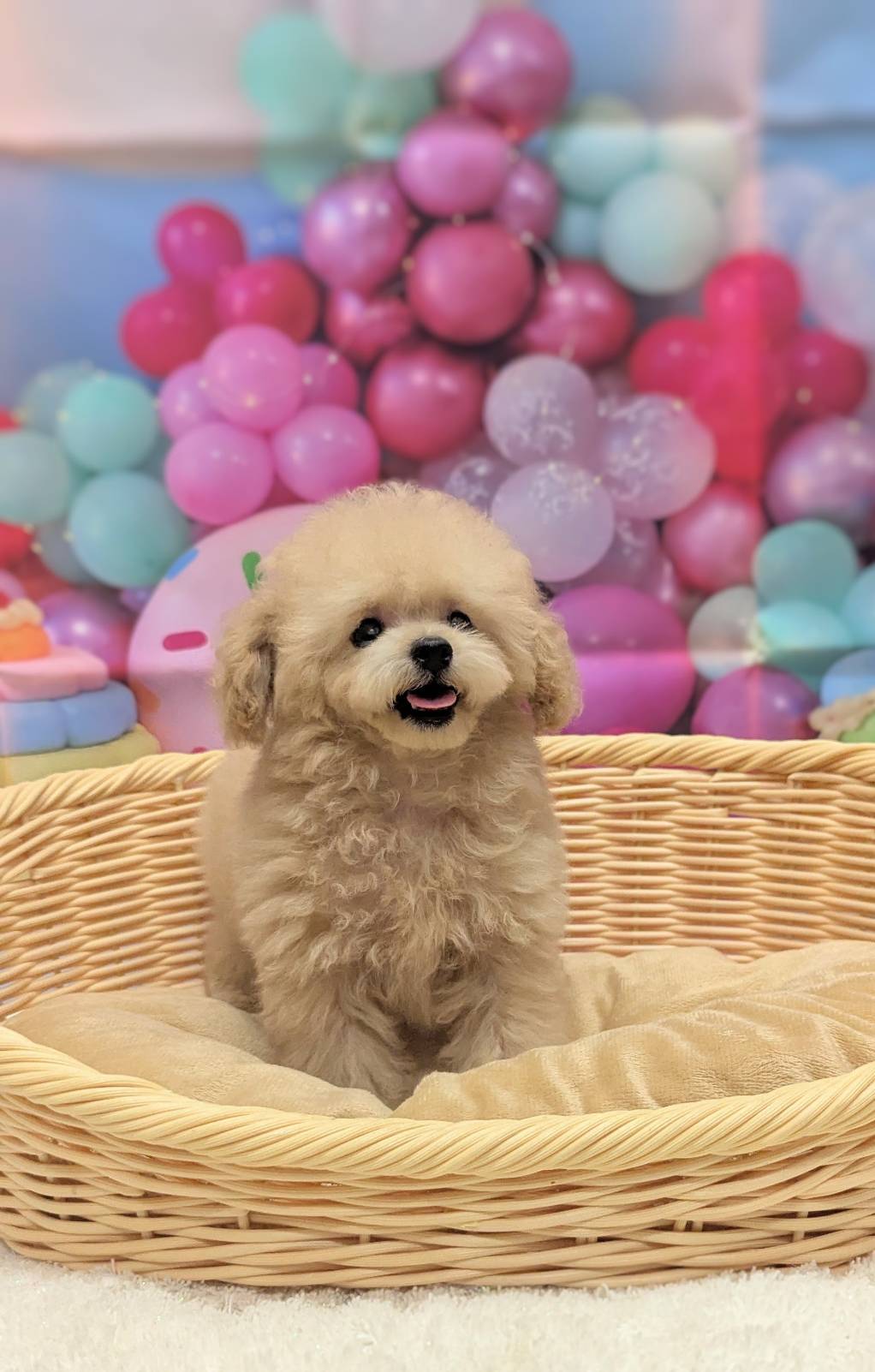 岡山県のトイプードル(トイ) (ペッツワンFC津山店/2025年9月15日生まれ/男の子/ペールフォーン)の子犬