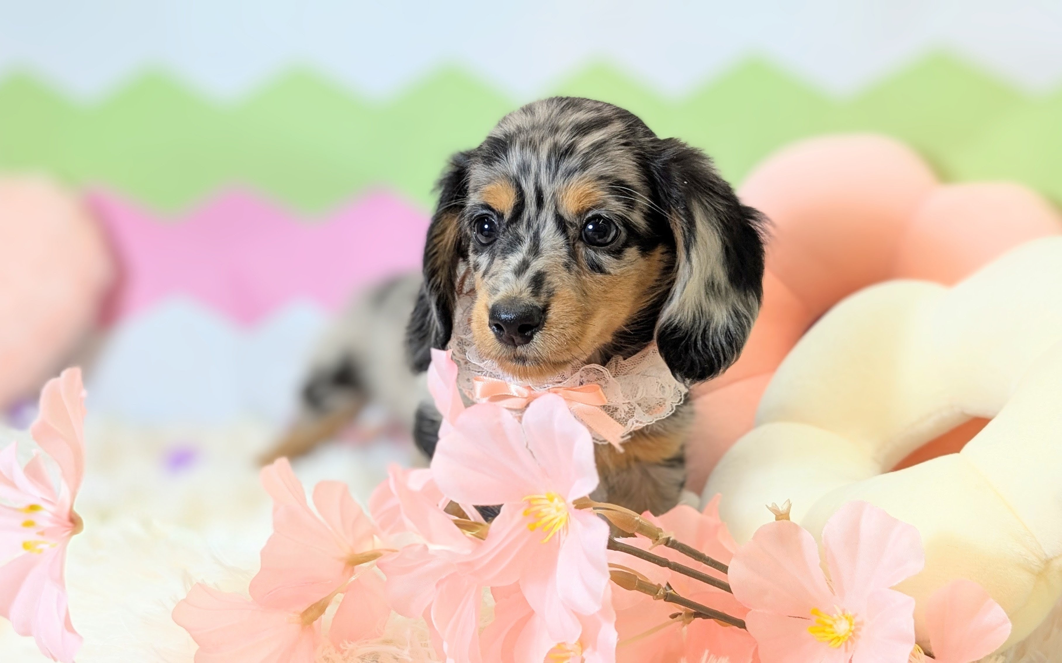 兵庫県のミニチュアダックスフンド(ロング) (ペッツワン神戸西神南店/2026年1月5日生まれ/女の子/シルバーダップル)の子犬の3枚目の画像