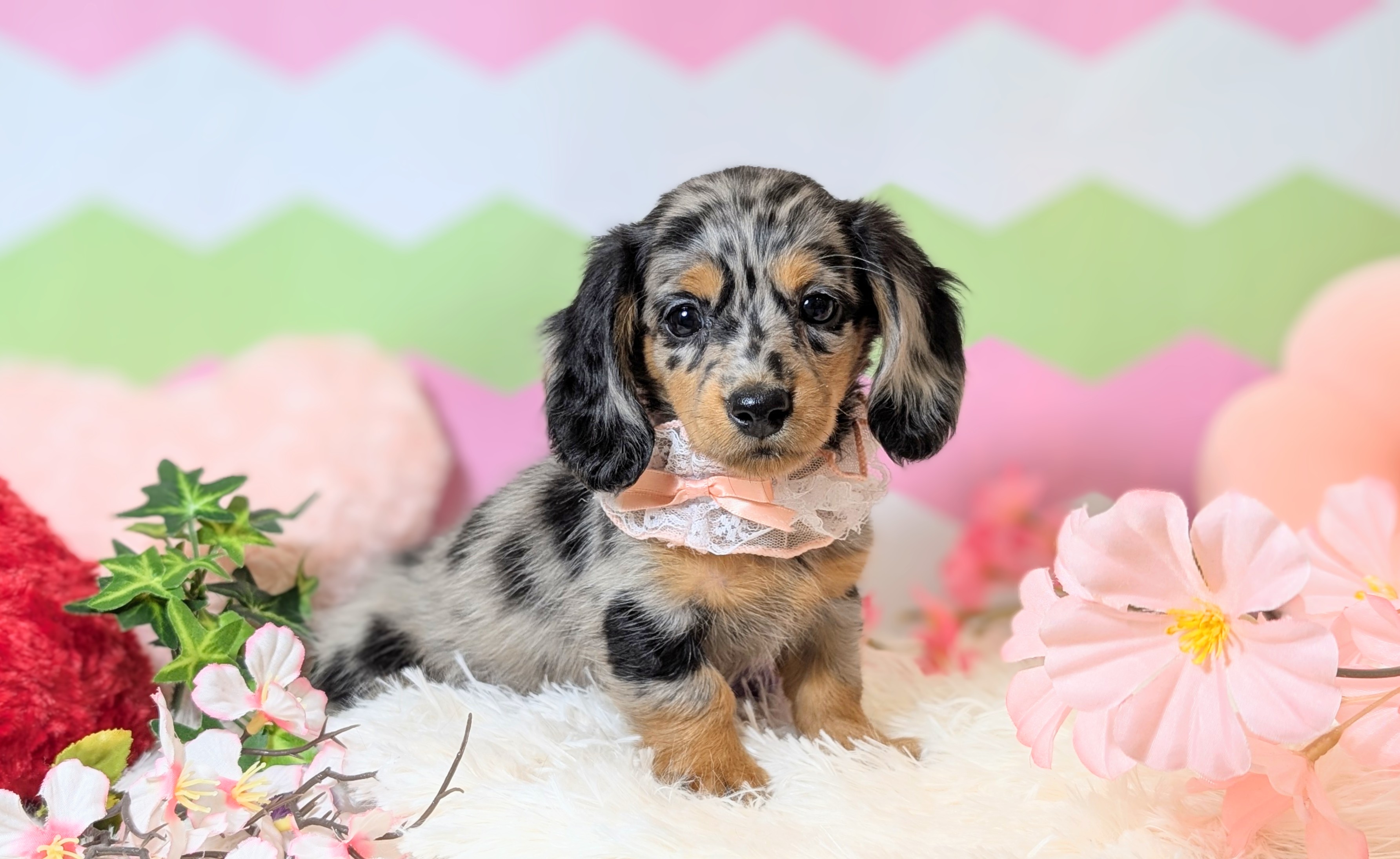 兵庫県のミニチュアダックスフンド(ロング) (ペッツワン神戸西神南店/2026年1月5日生まれ/女の子/シルバーダップル)の子犬の2枚目の画像