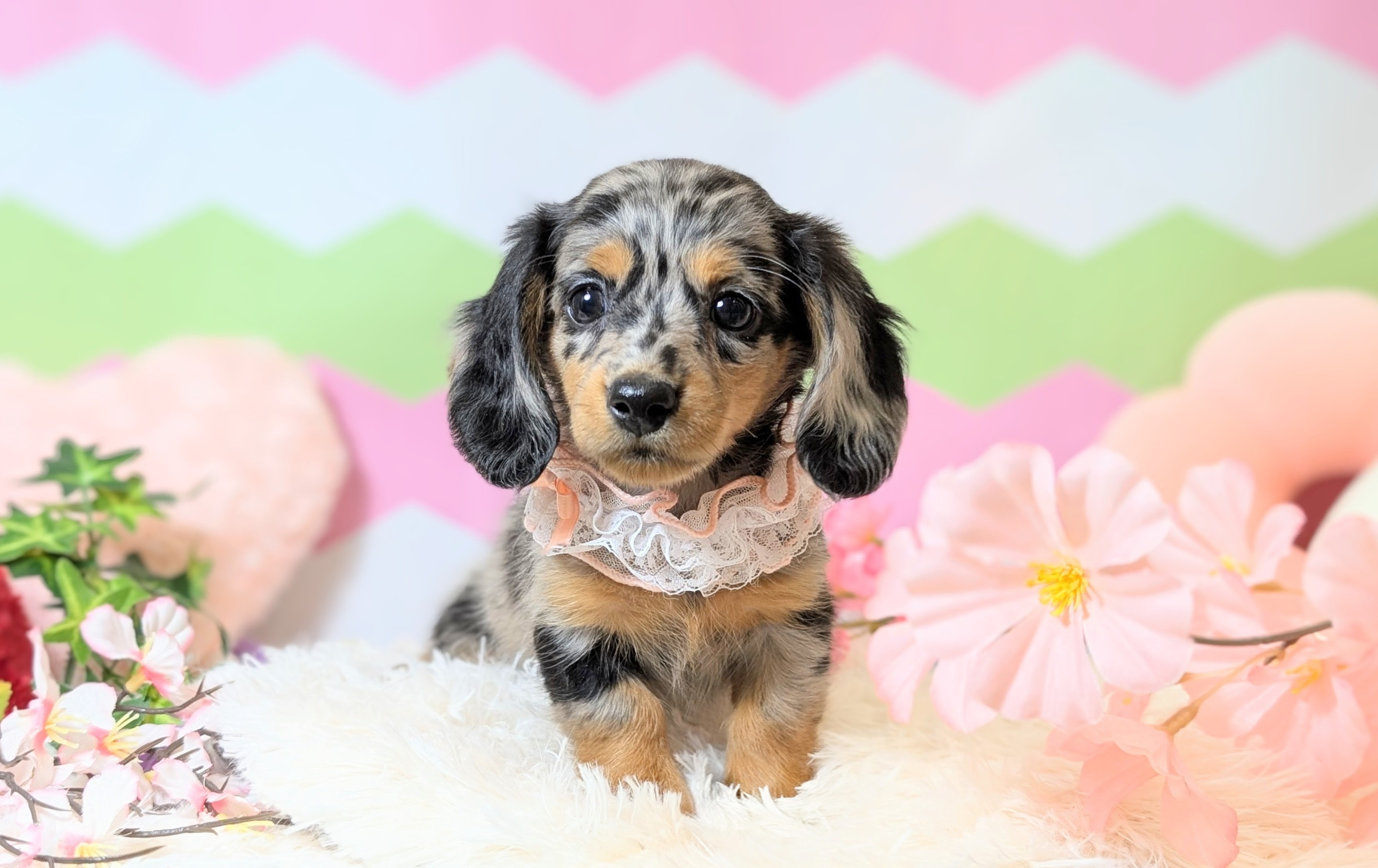 兵庫県のミニチュアダックスフンド(ロング) (ペッツワン神戸西神南店/2026年1月5日生まれ/女の子/シルバーダップル)の子犬の1枚目の画像