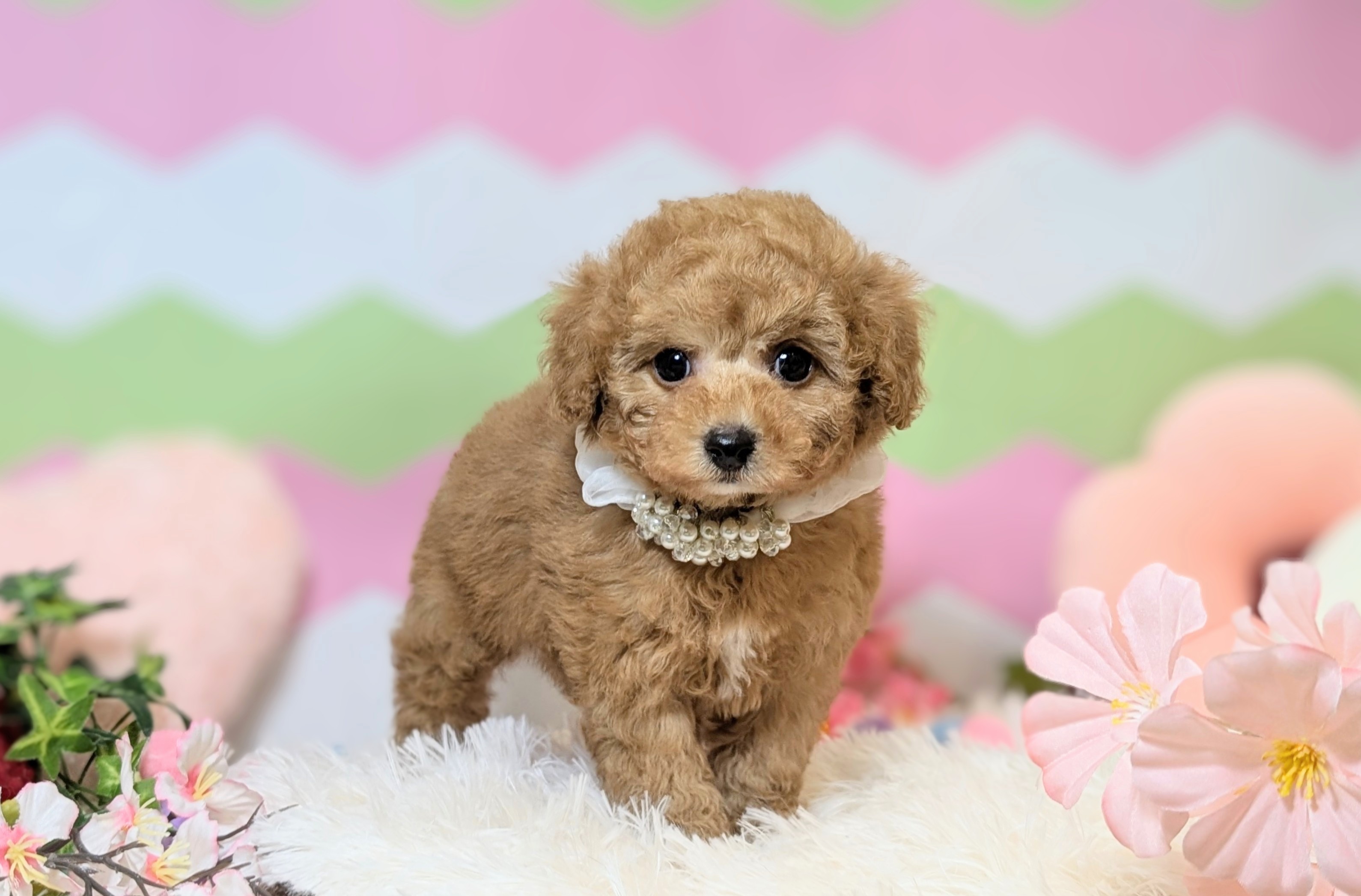 兵庫県のトイプードル(トイ) (ペッツワン神戸西神南店/2026年1月7日生まれ/男の子/レッドフォーン)の子犬の3枚目の画像