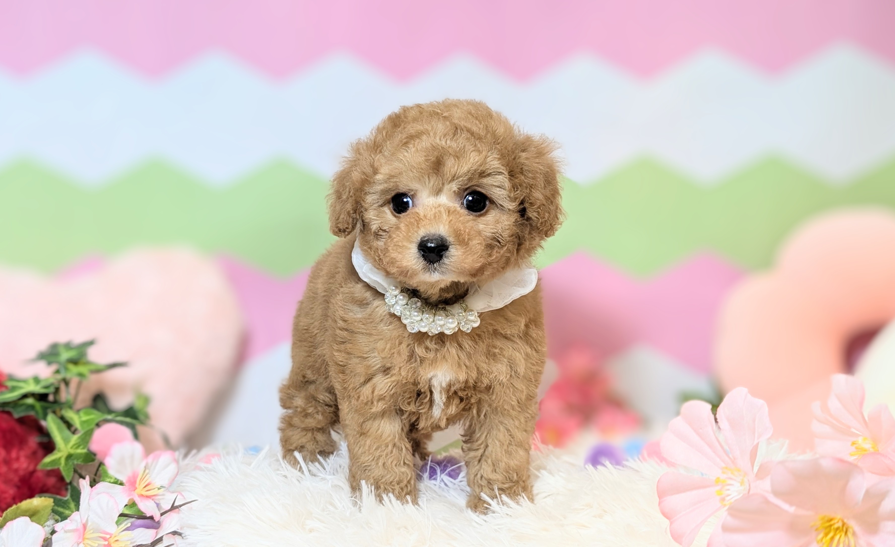 兵庫県のトイプードル(トイ) (ペッツワン神戸西神南店/2026年1月7日生まれ/男の子/レッドフォーン)の子犬の2枚目の画像