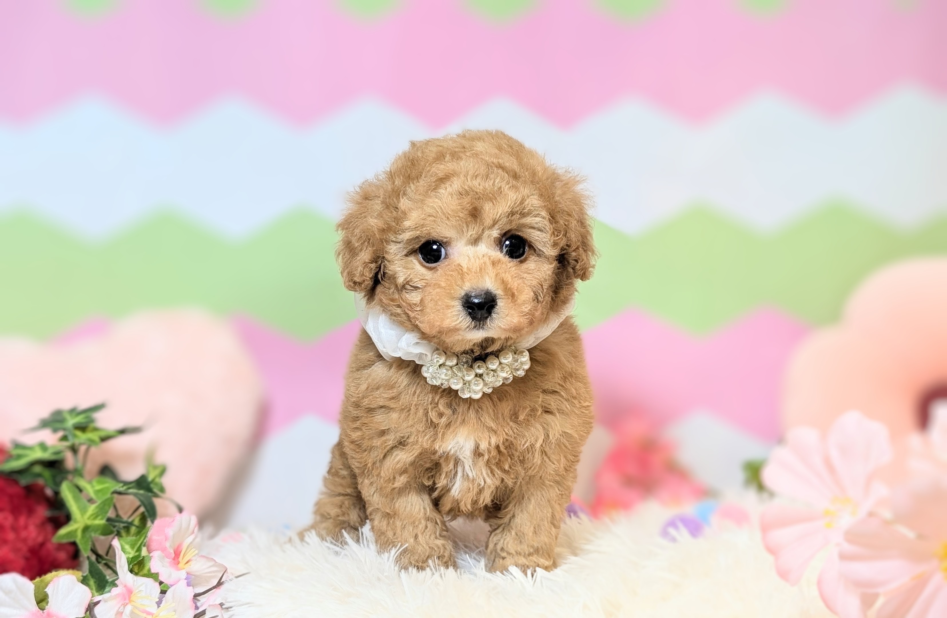 兵庫県のトイプードル(トイ) (ペッツワン神戸西神南店/2026年1月7日生まれ/男の子/レッドフォーン)の子犬の1枚目の画像