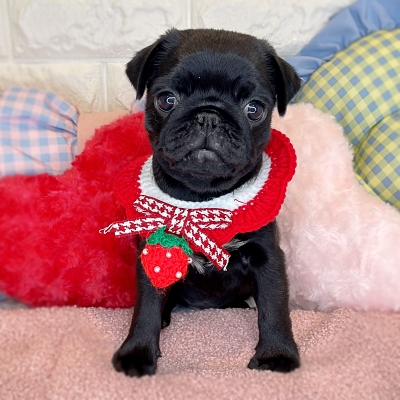 京都府のパグ (ペッツワン亀岡店/2026年1月8日生まれ/女の子/ブラック)の子犬の3枚目の画像