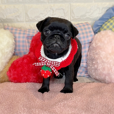 京都府のパグ (ペッツワン亀岡店/2026年1月8日生まれ/女の子/ブラック)の子犬の2枚目の画像