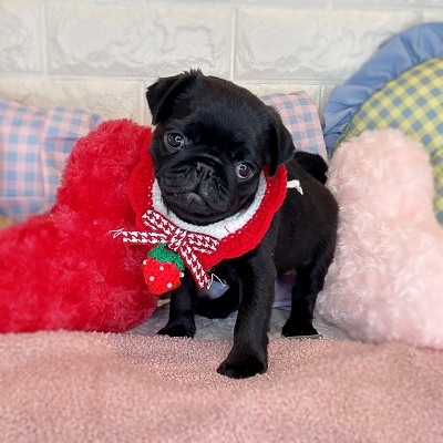 京都府のパグ (ペッツワン亀岡店/2026年1月8日生まれ/女の子/ブラック)の子犬の1枚目の画像