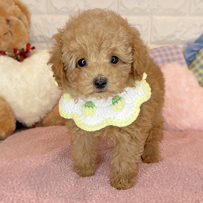 京都府のトイプードル(トイ) (ペッツワン亀岡店/2026年1月7日生まれ/男の子/オレンジフォーン)の子犬