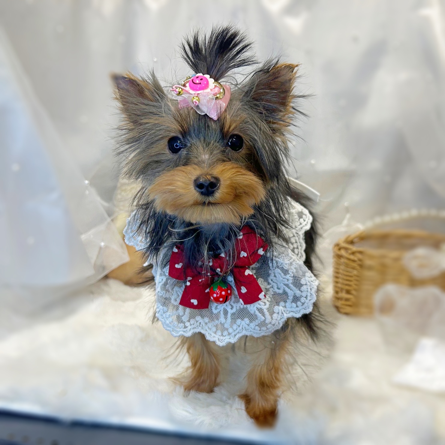 滋賀県のヨークシャーテリア (ペッツワン堅田店/2025年9月12日生まれ/男の子/スチールブルータン)の子犬