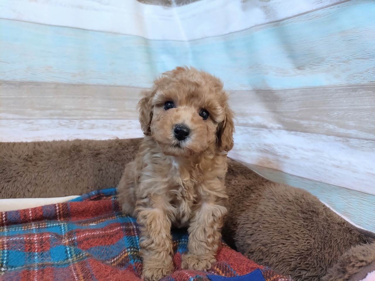 群馬県のトイプードル(トイ) (ペッツワン青柳店/2026年1月4日生まれ/女の子/アプリコット)の子犬の2枚目の画像