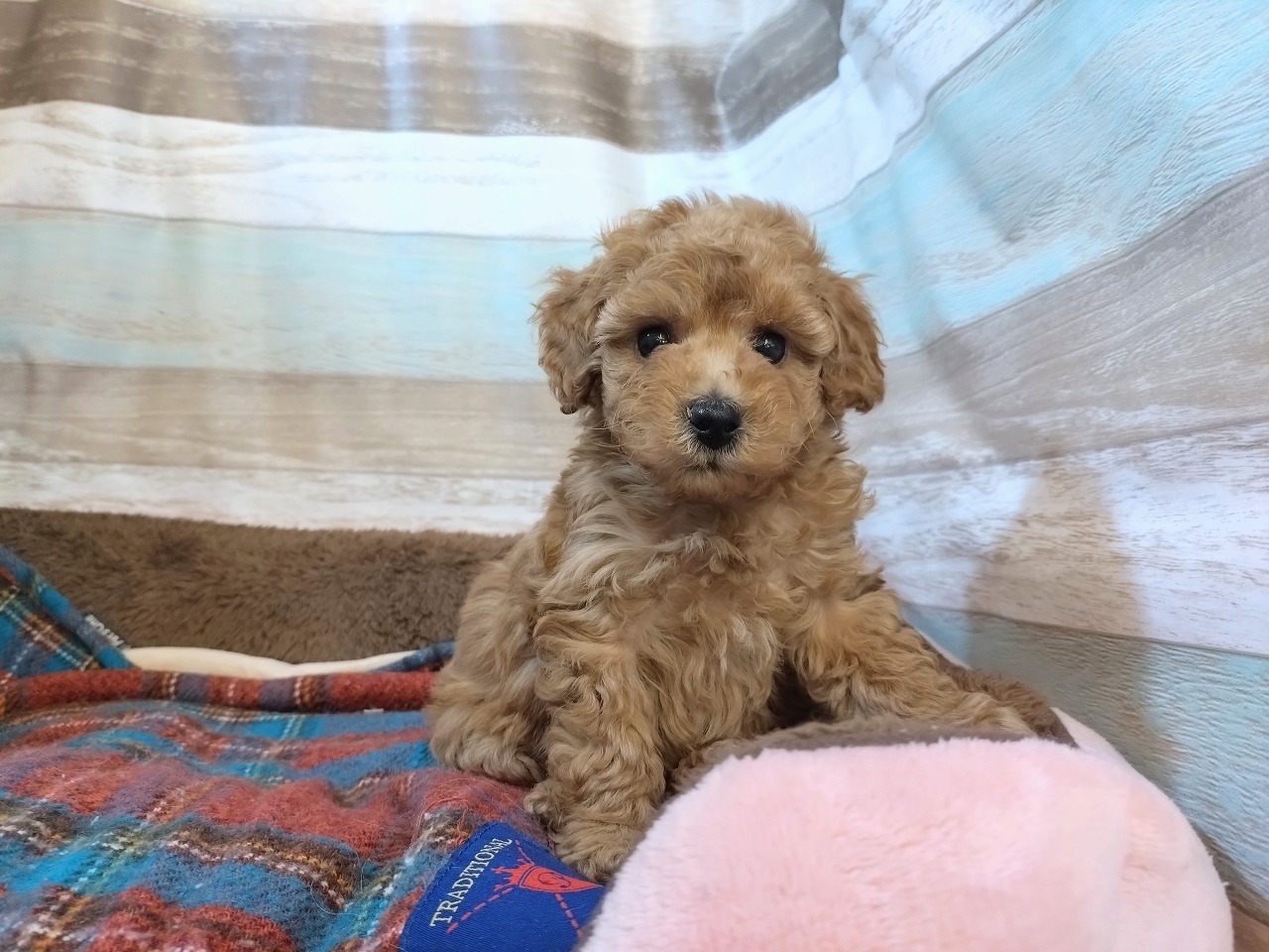 群馬県のトイプードル(トイ) (ペッツワン青柳店/2026年1月4日生まれ/女の子/アプリコット)の子犬の1枚目の画像