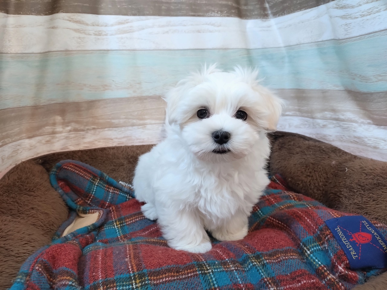 群馬県のマルチーズ (ペッツワン青柳店/2025年12月23日生まれ/女の子/ホワイト)の子犬