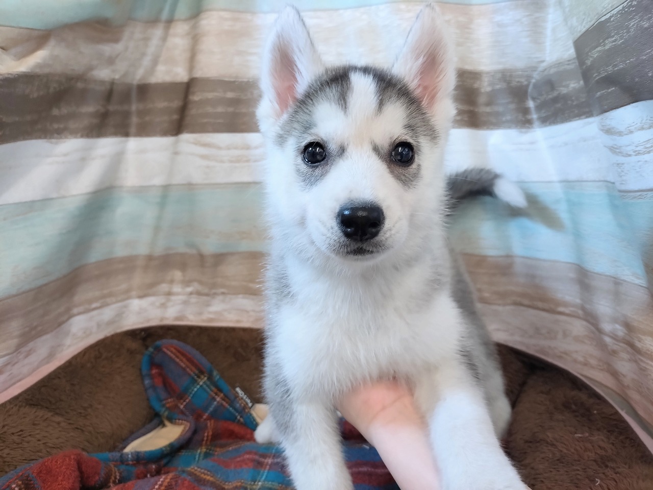 群馬県のシベリアンハスキー (ペッツワン青柳店/2026年1月6日生まれ/女の子/シルバーホワイト)の子犬