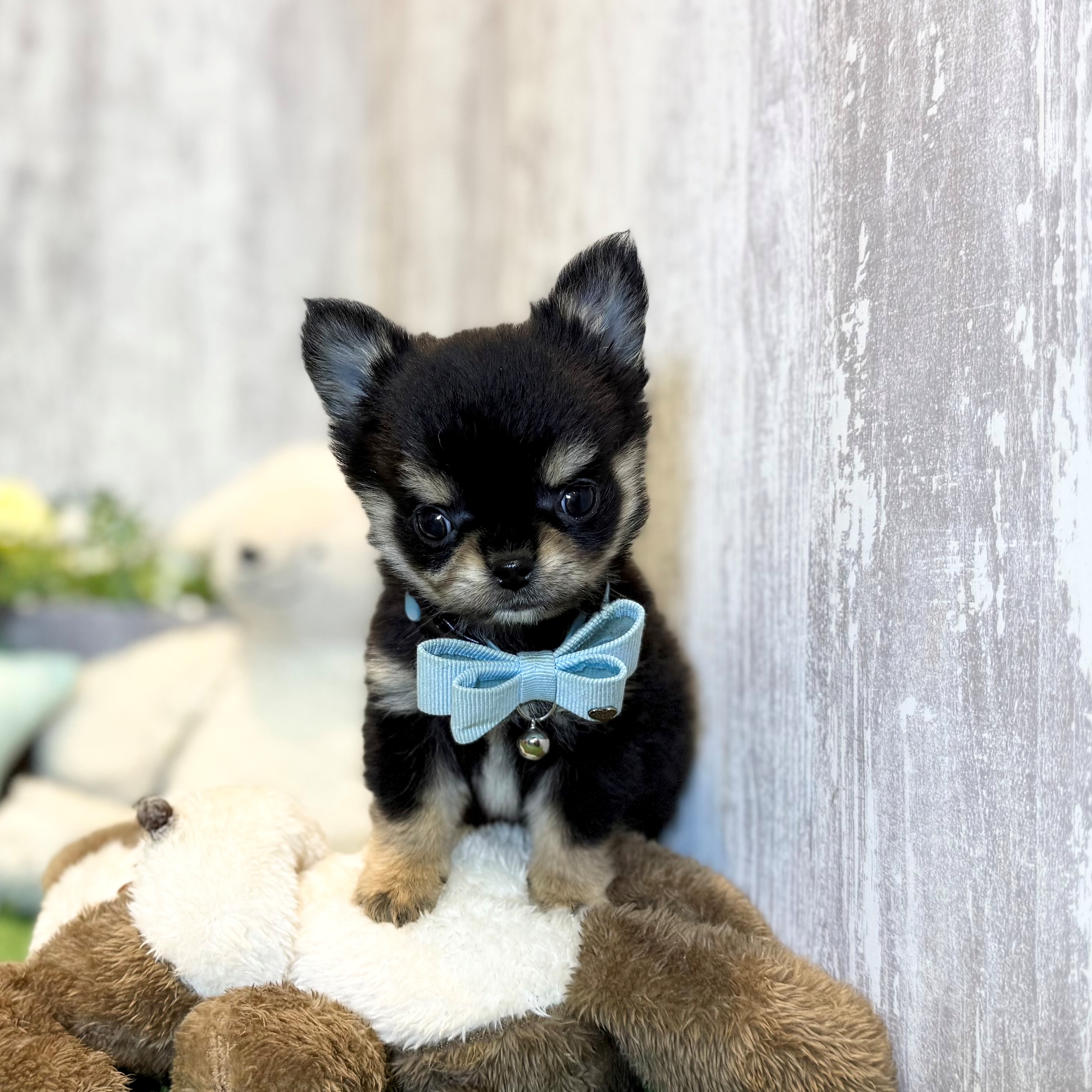 兵庫県のチワワ(ロング) (ペッツワン姫路大津店/2026年1月1日生まれ/男の子/ブラックタン)の子犬の3枚目の画像