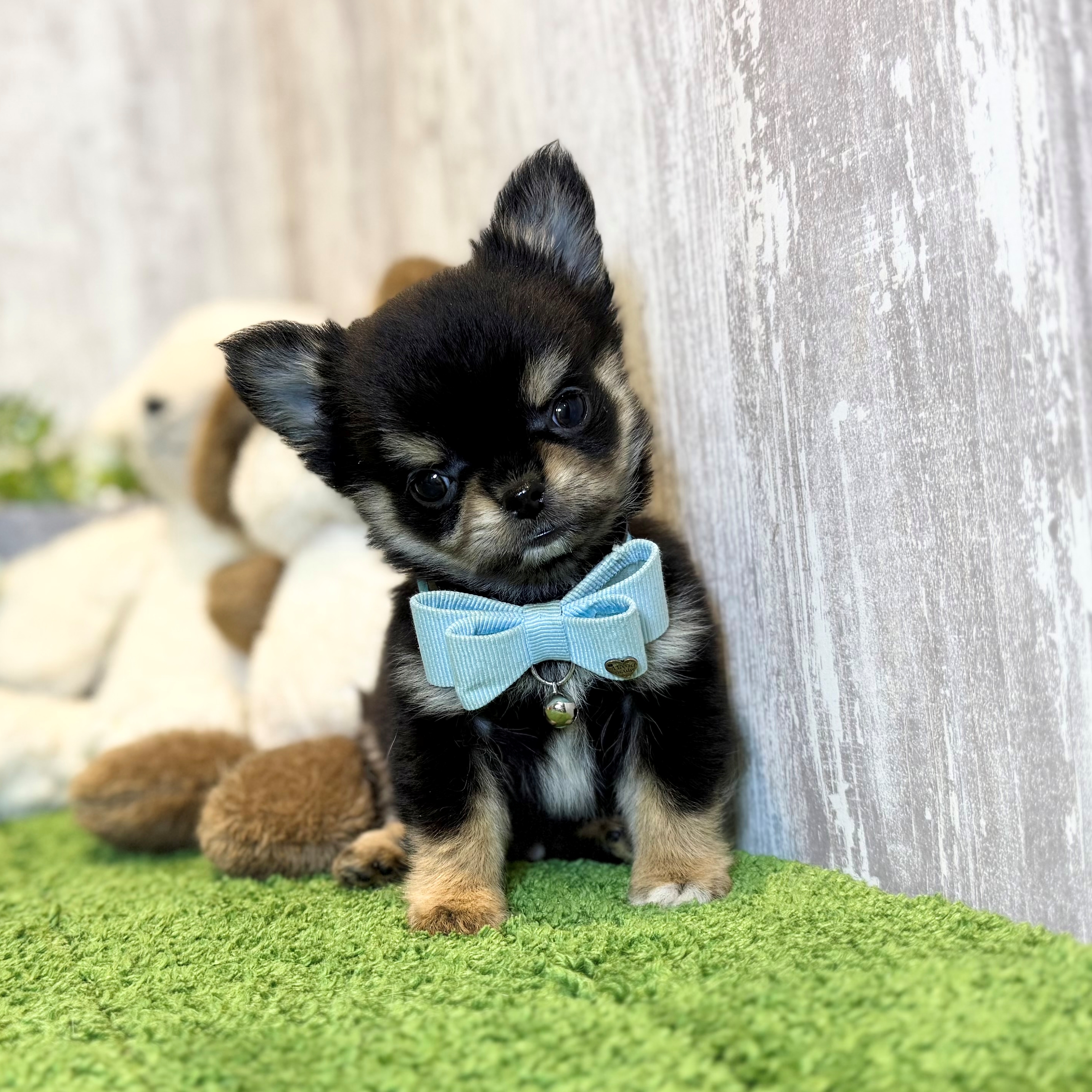 兵庫県のチワワ(ロング) (ペッツワン姫路大津店/2026年1月1日生まれ/男の子/ブラックタン)の子犬の1枚目の画像