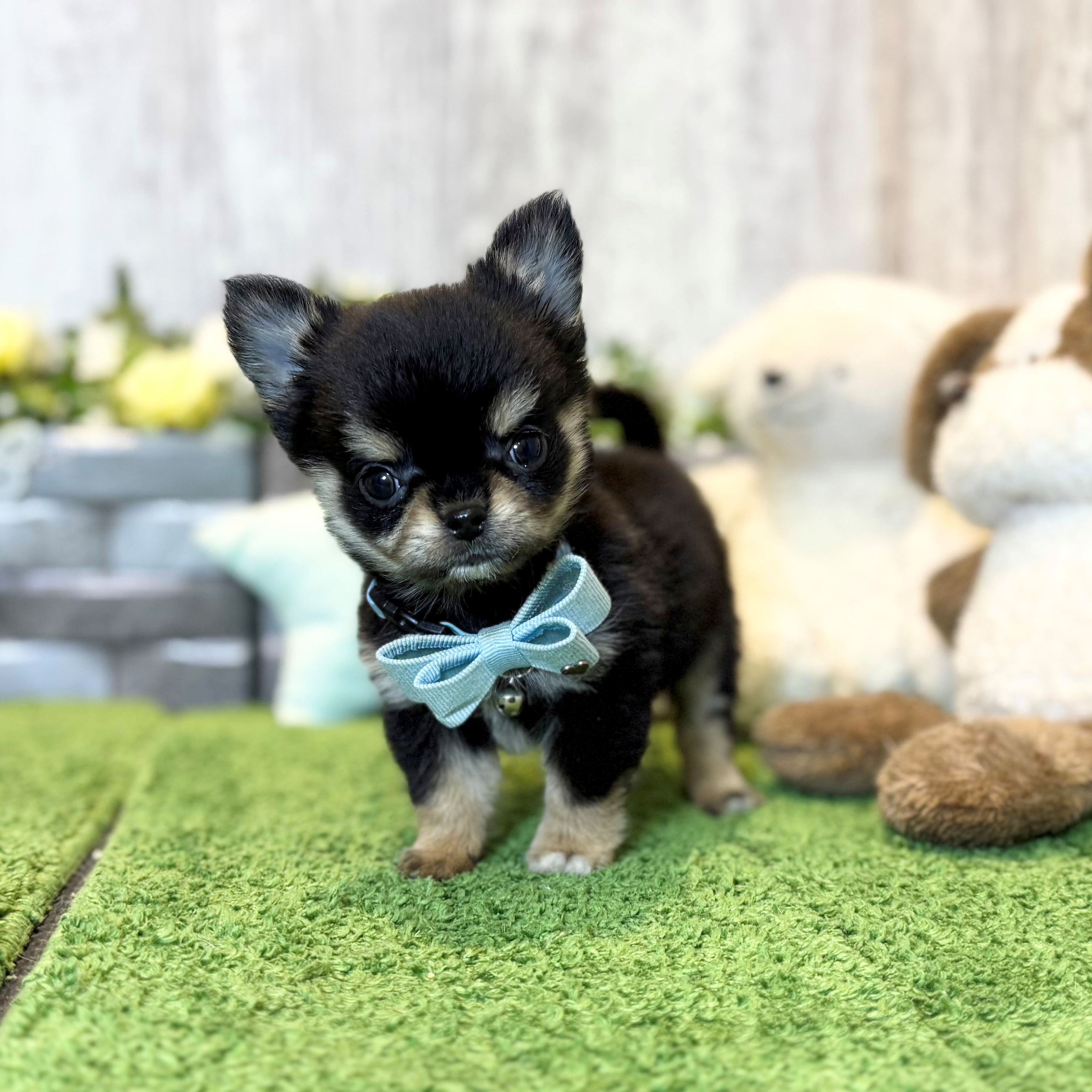 兵庫県のチワワ(ロング) (ペッツワン姫路大津店/2026年1月1日生まれ/男の子/ブラックタン)の子犬の2枚目の画像