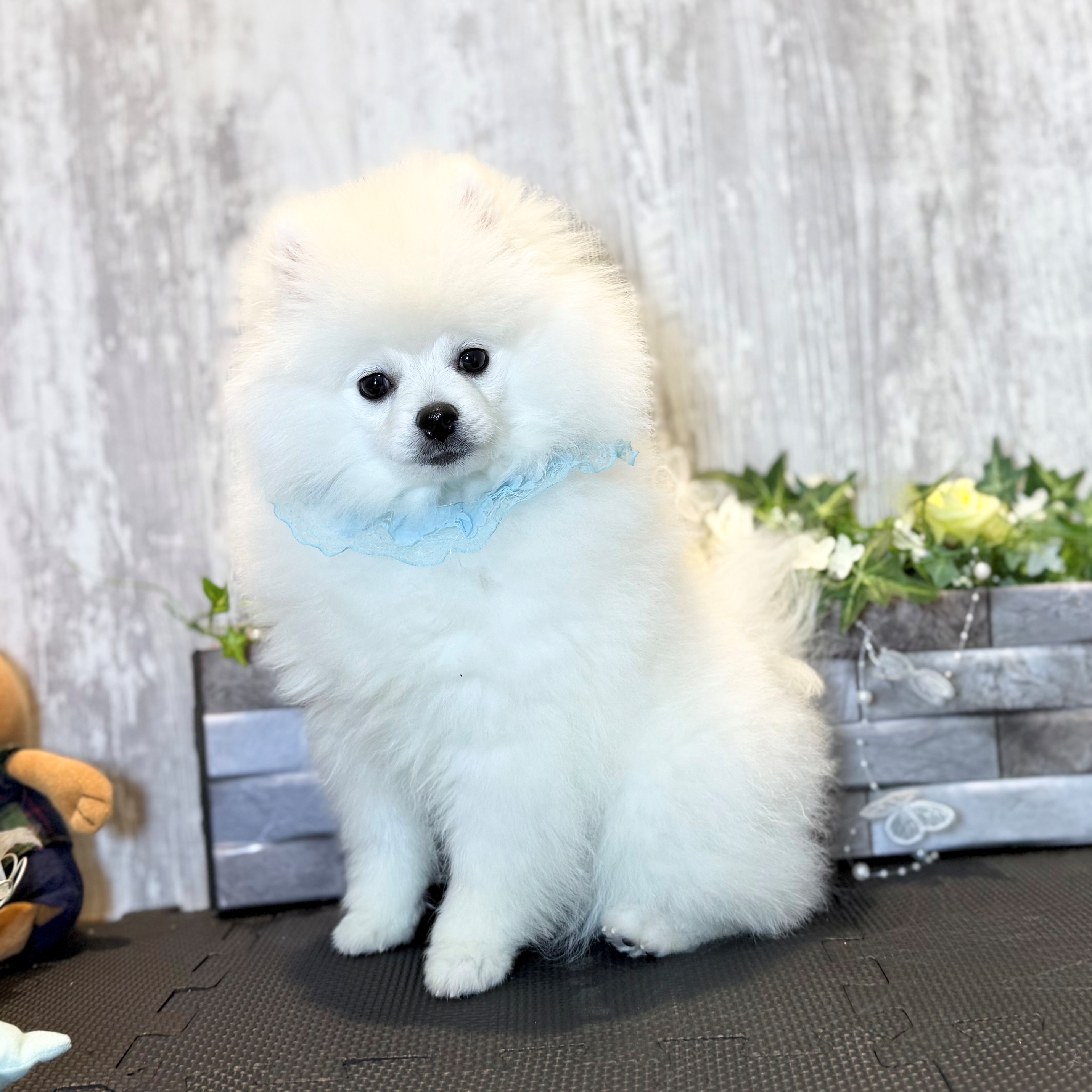 兵庫県のポメラニアン (ペッツワン姫路大津店/2025年11月10日生まれ/男の子/クリーム)の子犬の1枚目の画像