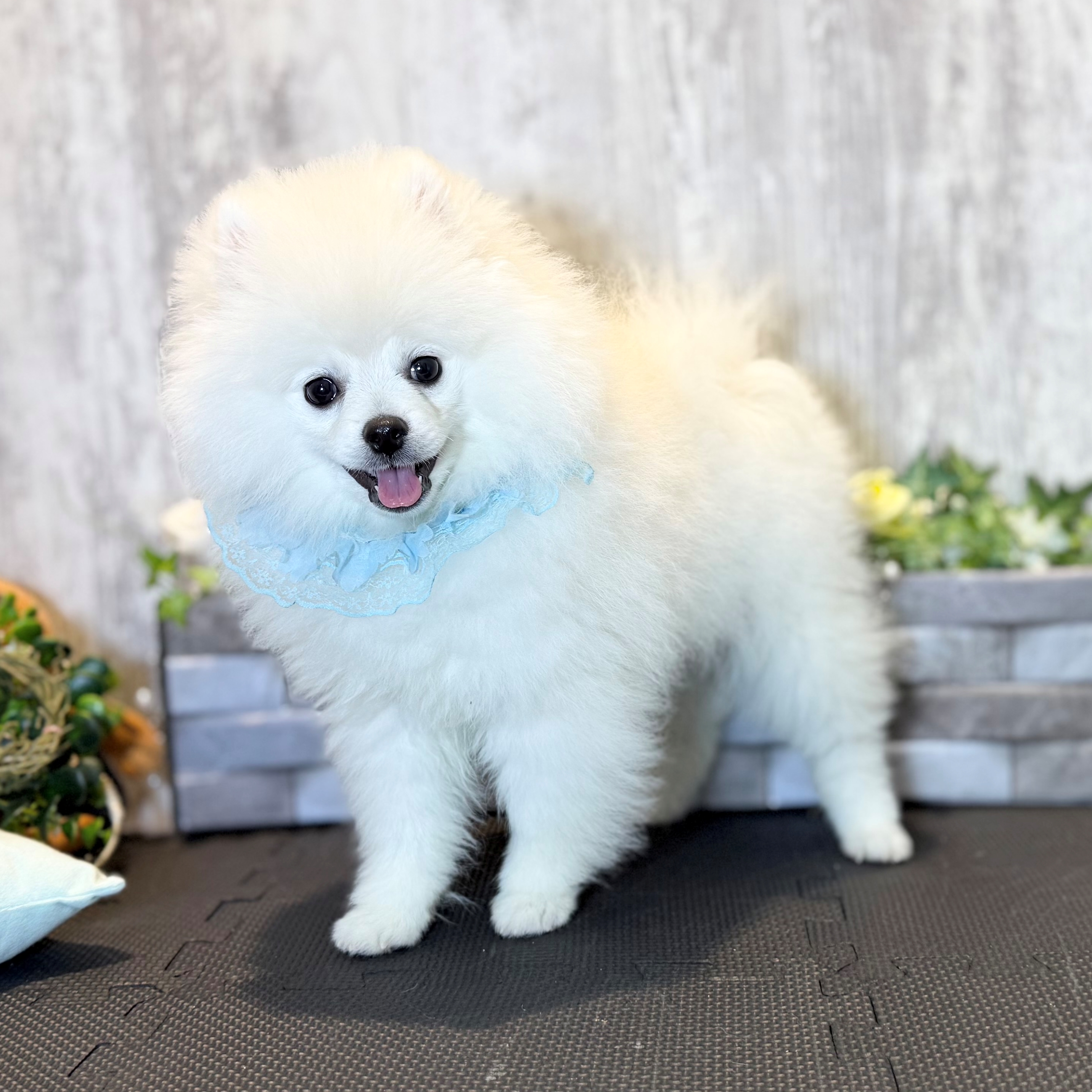 兵庫県のポメラニアン (ペッツワン姫路大津店/2025年11月10日生まれ/男の子/クリーム)の子犬の2枚目の画像