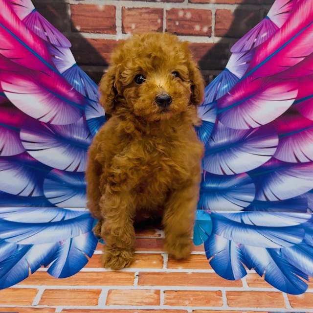 神奈川県のトイプードル(トイ) (ペッツワン秦野店/2026年1月3日生まれ/男の子/レッド)の子犬