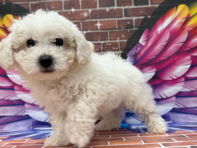 神奈川県のビションフリーゼ (ペッツワン秦野店/2026年1月4日生まれ/男の子/ホワイト)の子犬