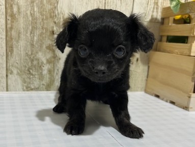 静岡県のハーフ犬・ミックス犬 (ペッツワン浜松都田テクノ店/2026年1月10日生まれ/男の子/ブラック)の子犬
