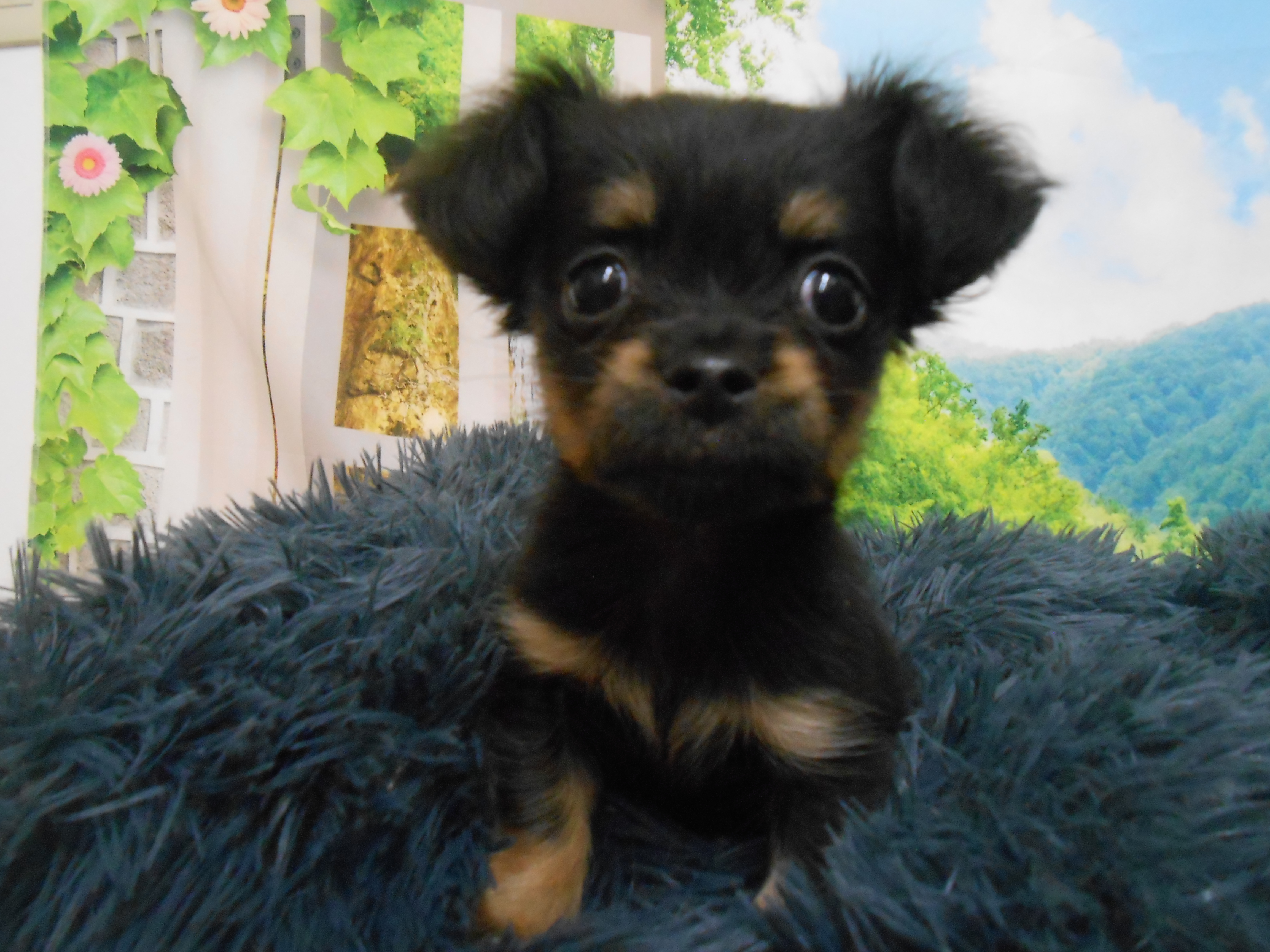 愛知県のハーフ犬・ミックス犬 (ペッツワン半田店/2026年1月9日生まれ/女の子/ブラックタン)の子犬