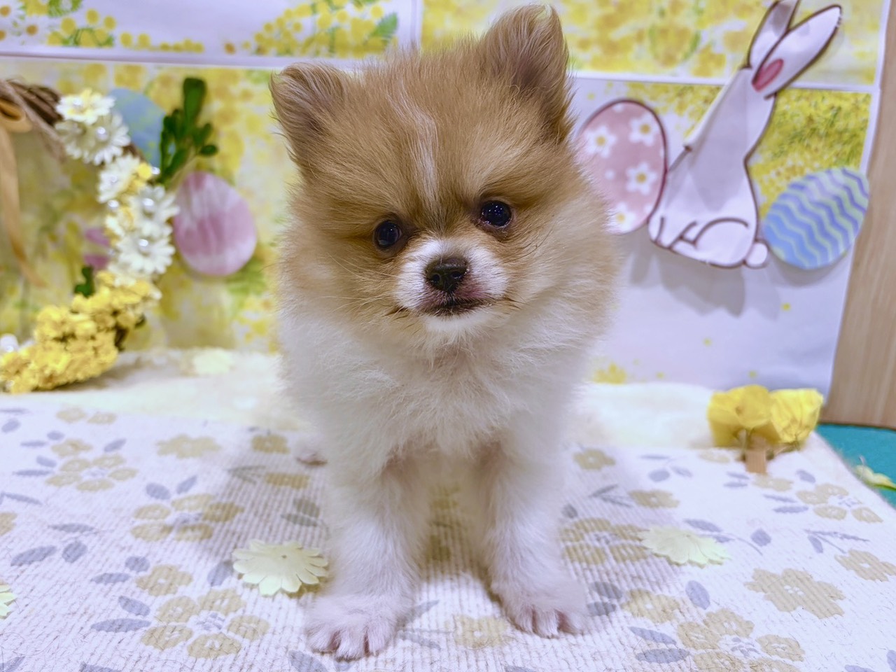 福島県のポメラニアン (ペッツワン会津若松店/2026年1月10日生まれ/女の子/パーティーカラー)の子犬の1枚目の画像