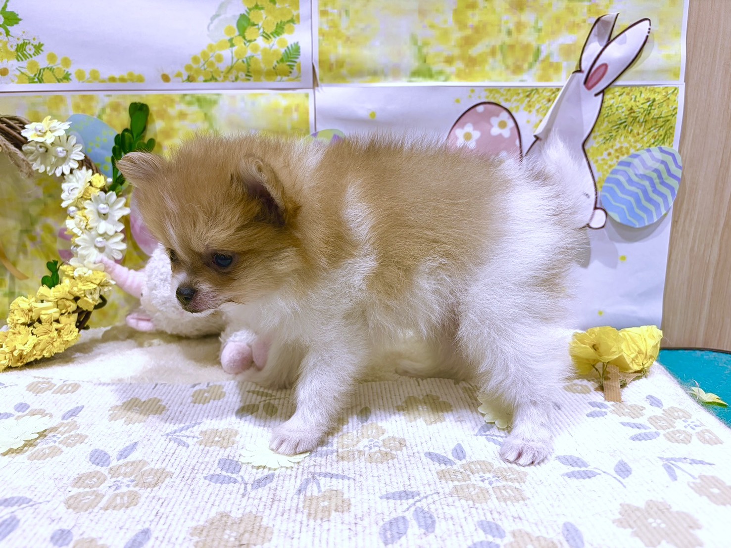 福島県のポメラニアン (ペッツワン会津若松店/2026年1月10日生まれ/女の子/パーティーカラー)の子犬の2枚目の画像