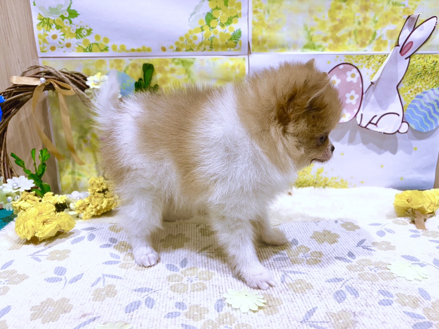 福島県のポメラニアン (ペッツワン会津若松店/2026年1月10日生まれ/女の子/パーティーカラー)の子犬の3枚目の画像