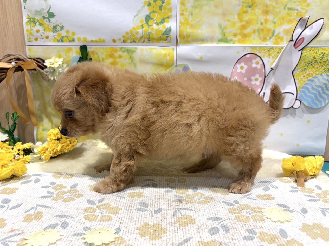福島県のハーフ犬・ミックス犬 (ペッツワン会津若松店/2026年1月9日生まれ/男の子/アプリコット)の子犬の2枚目の画像