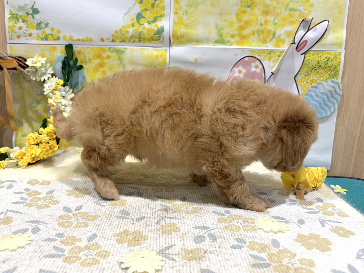 福島県のハーフ犬・ミックス犬 (ペッツワン会津若松店/2026年1月9日生まれ/男の子/アプリコット)の子犬の3枚目の画像