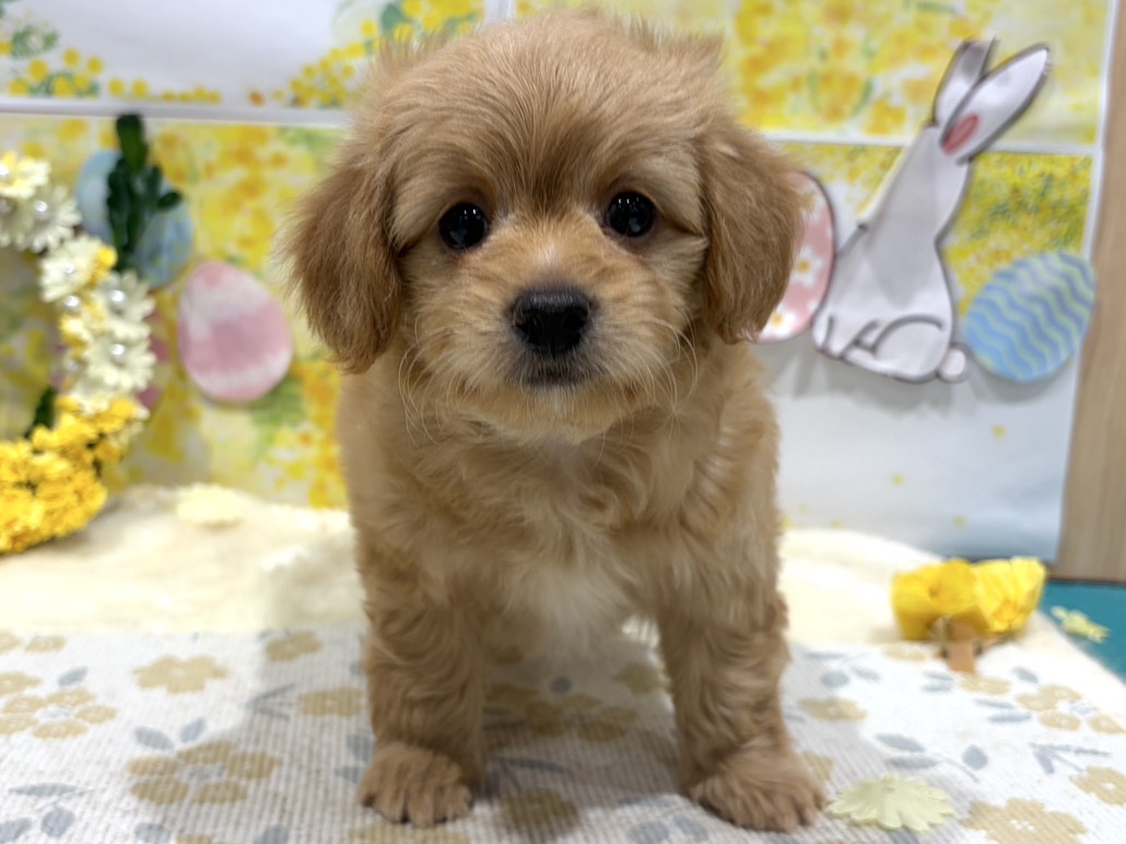 福島県のハーフ犬・ミックス犬 (ペッツワン会津若松店/2026年1月9日生まれ/男の子/アプリコット)の子犬の1枚目の画像
