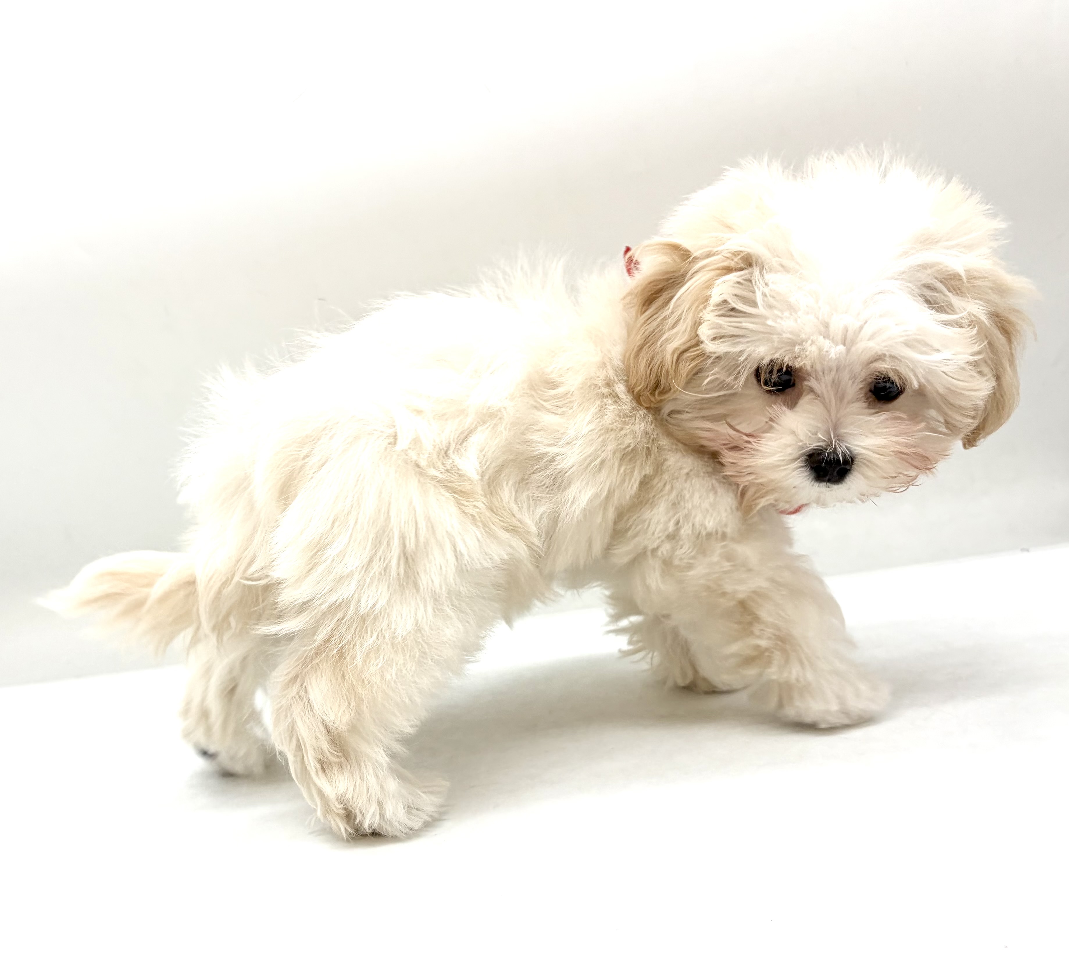 埼玉県のハーフ犬・ミックス犬 (ペッツワン行田店/2025年12月16日生まれ/男の子/クリーム)の子犬の2枚目の画像