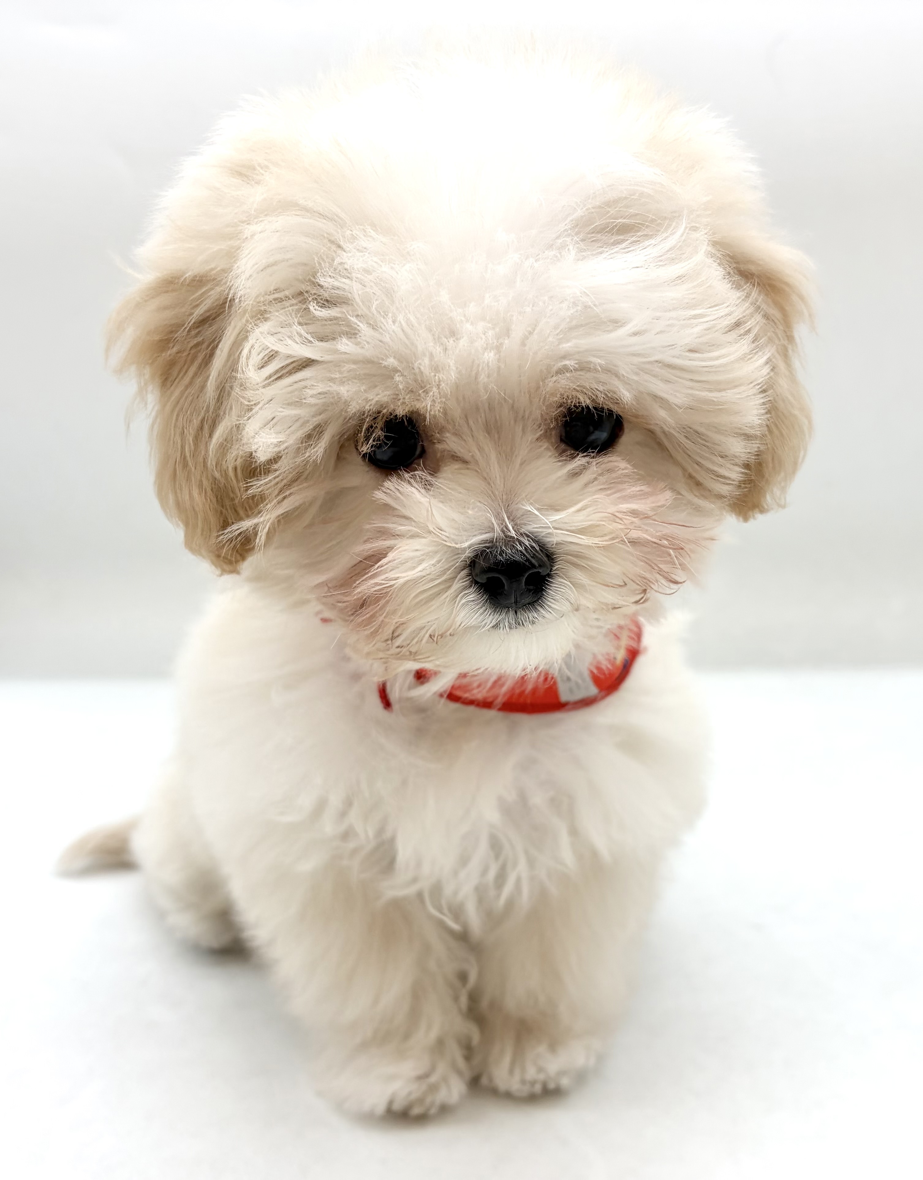 埼玉県のハーフ犬・ミックス犬 (ペッツワン行田店/2025年12月16日生まれ/男の子/クリーム)の子犬の1枚目の画像