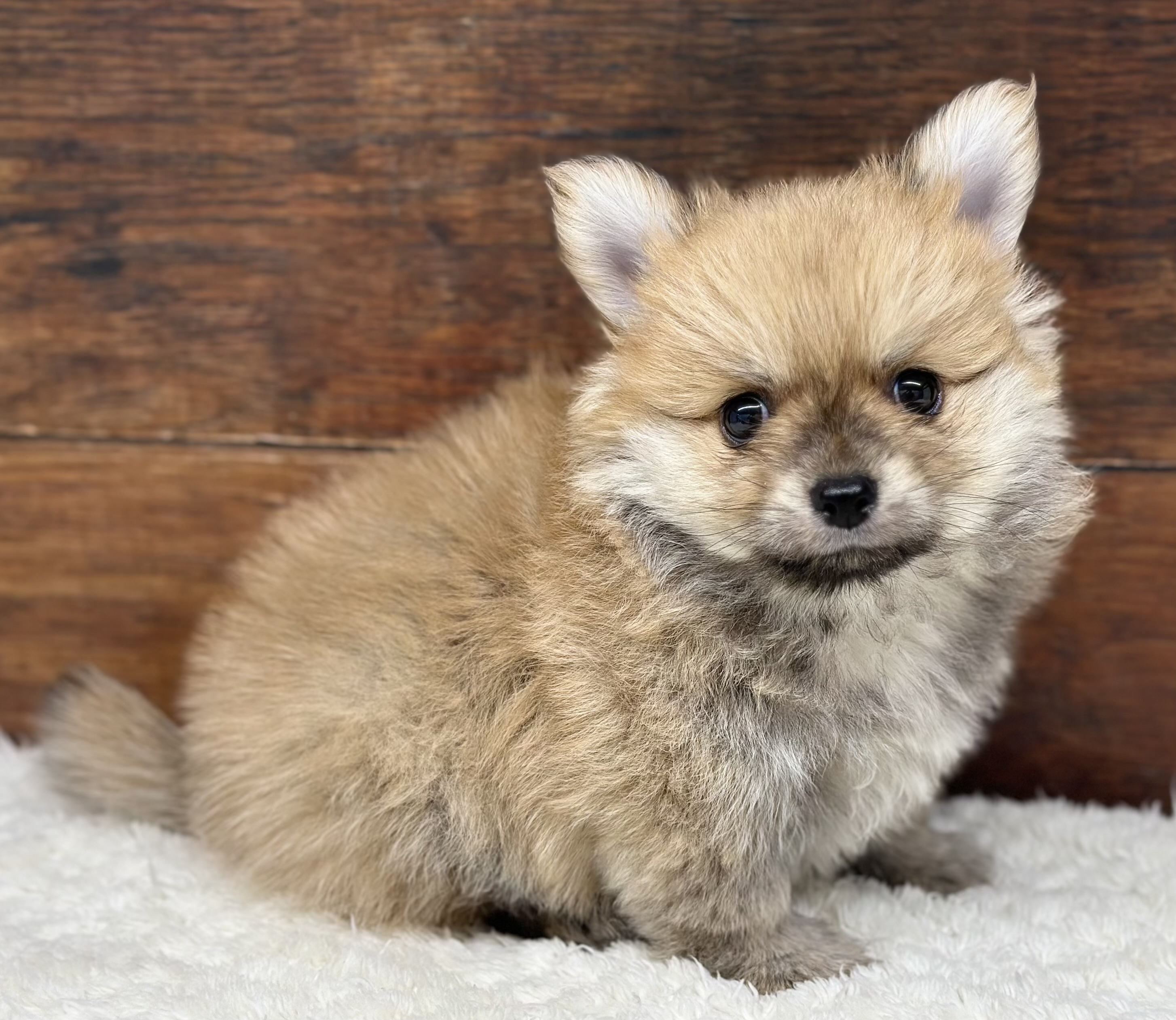 愛知県のハーフ犬・ミックス犬 (ペッツワン名古屋大高インター店/2026年1月7日生まれ/男の子/オレンジ)の子犬の1枚目の画像