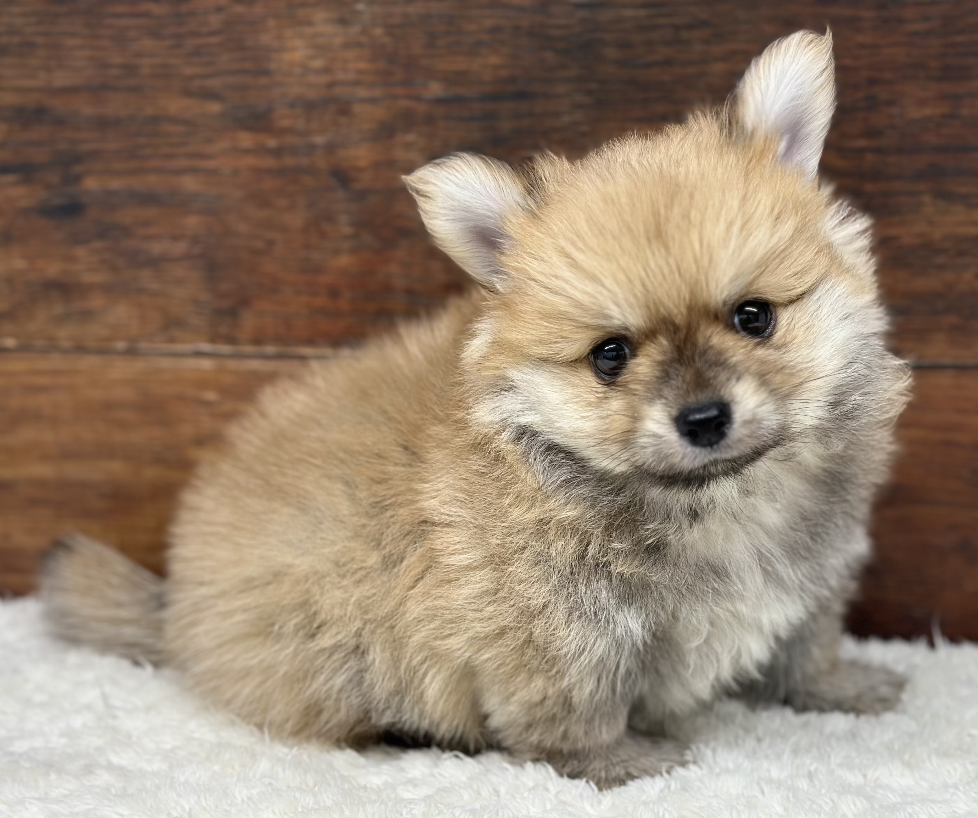 愛知県のハーフ犬・ミックス犬 (ペッツワン名古屋大高インター店/2026年1月7日生まれ/男の子/オレンジ)の子犬の2枚目の画像