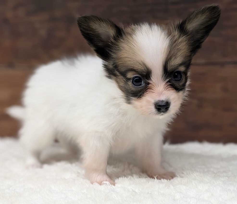 愛知県のパピヨン (ペッツワン名古屋大高インター店/2026年1月8日生まれ/女の子/ホワイトブラウン)の子犬