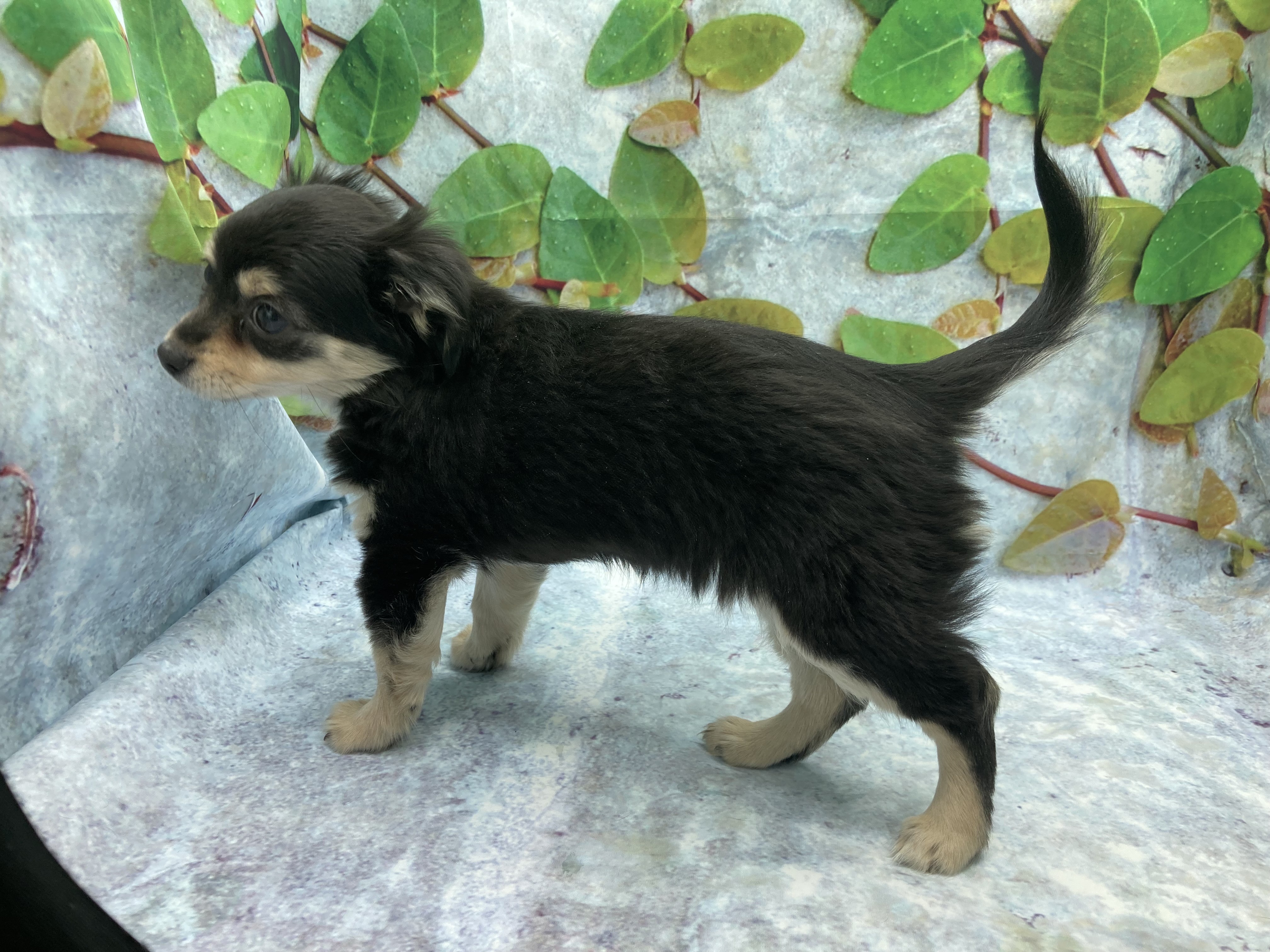 埼玉県のハーフ犬・ミックス犬 (ペッツワン北本店/2025年12月30日生まれ/女の子/ブラックタン)の子犬の3枚目の画像